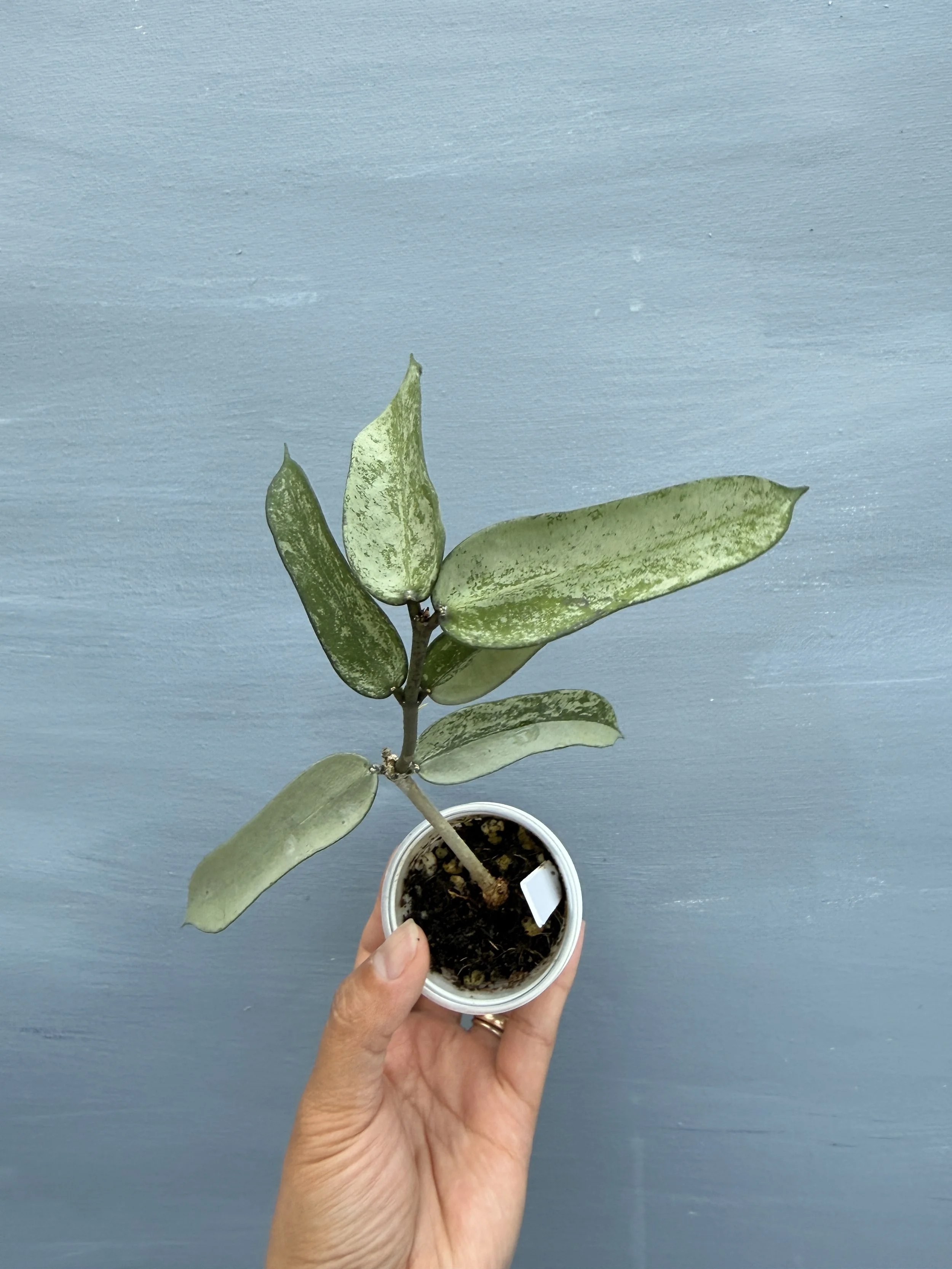 Hoya pandurata ‘Tsiang Silver’ PSP-127