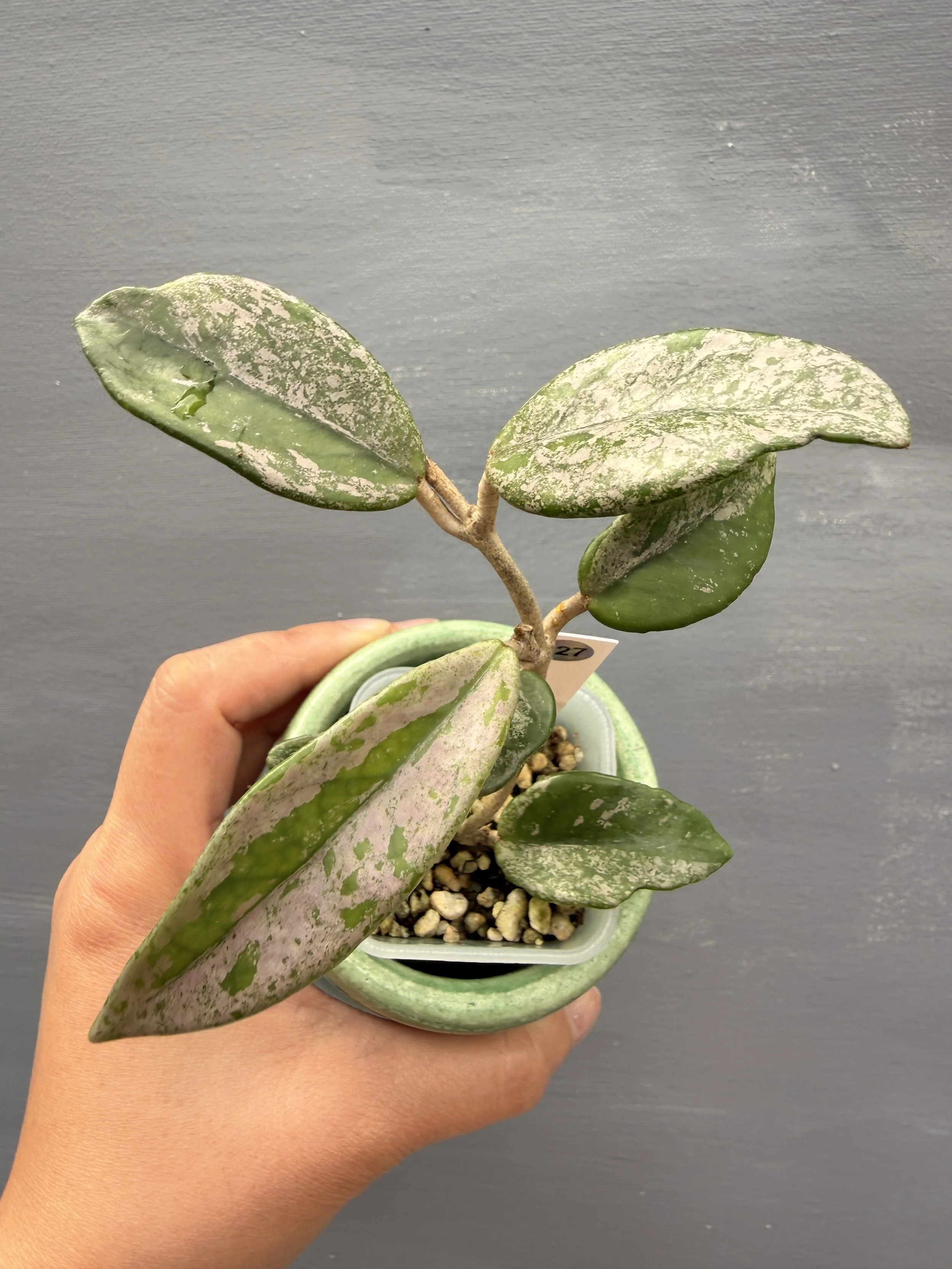 Hoya ‘Wilbur Graves China’ PSP-227