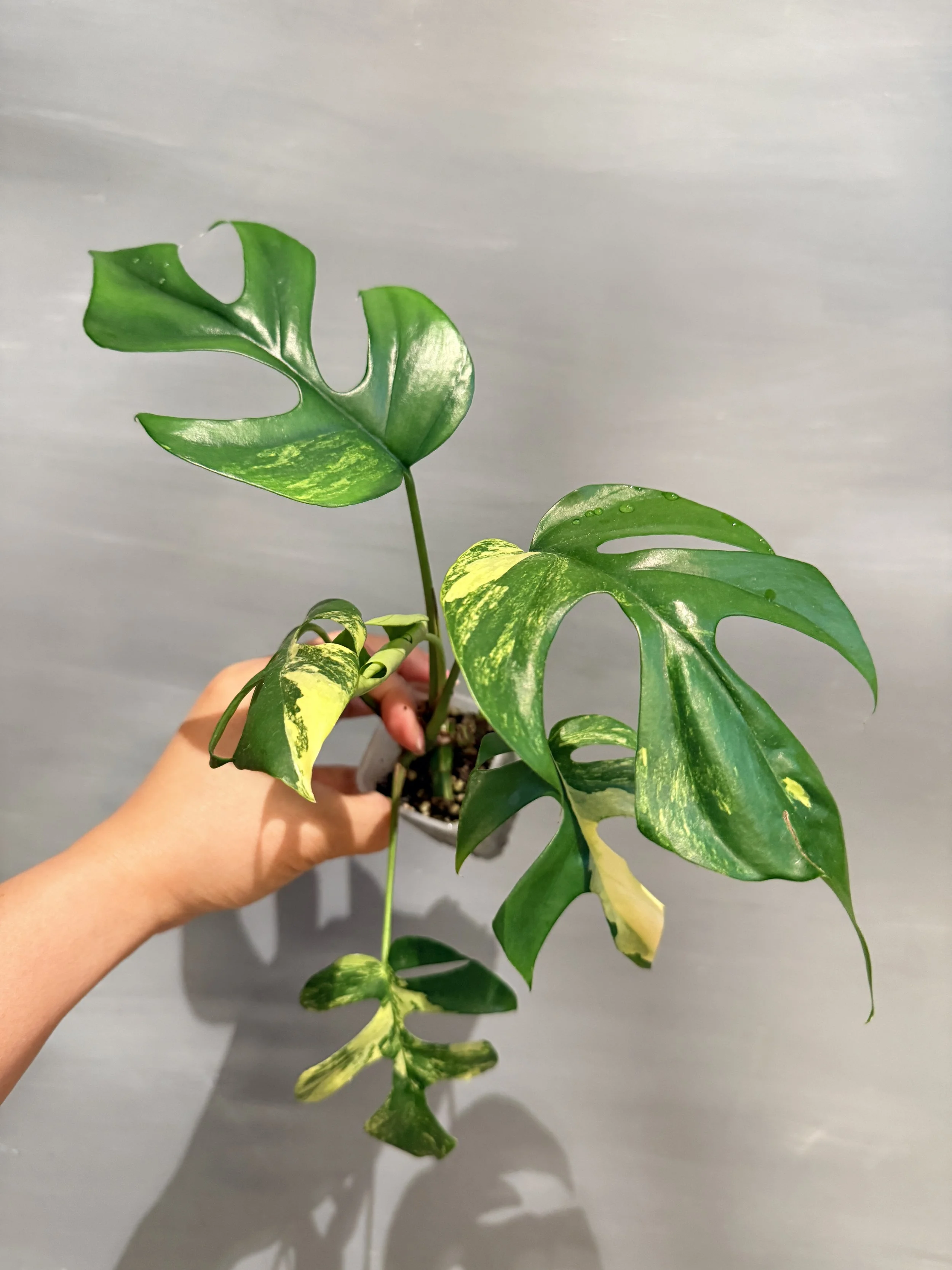 Rhaphidophora tetrasperma Variegata PSP-411
