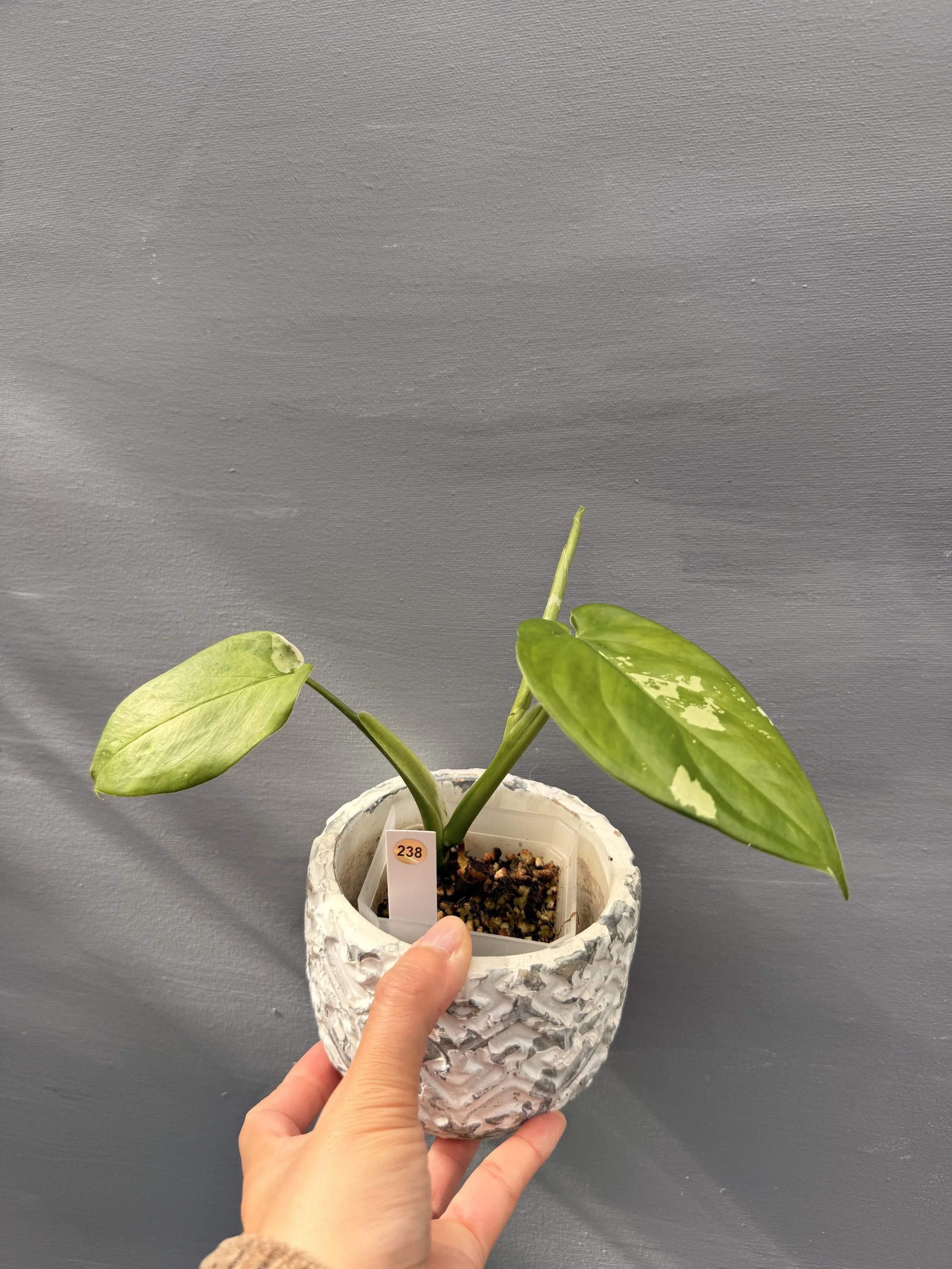 Syngonium chiapense ‘Variegated’ PSP-238