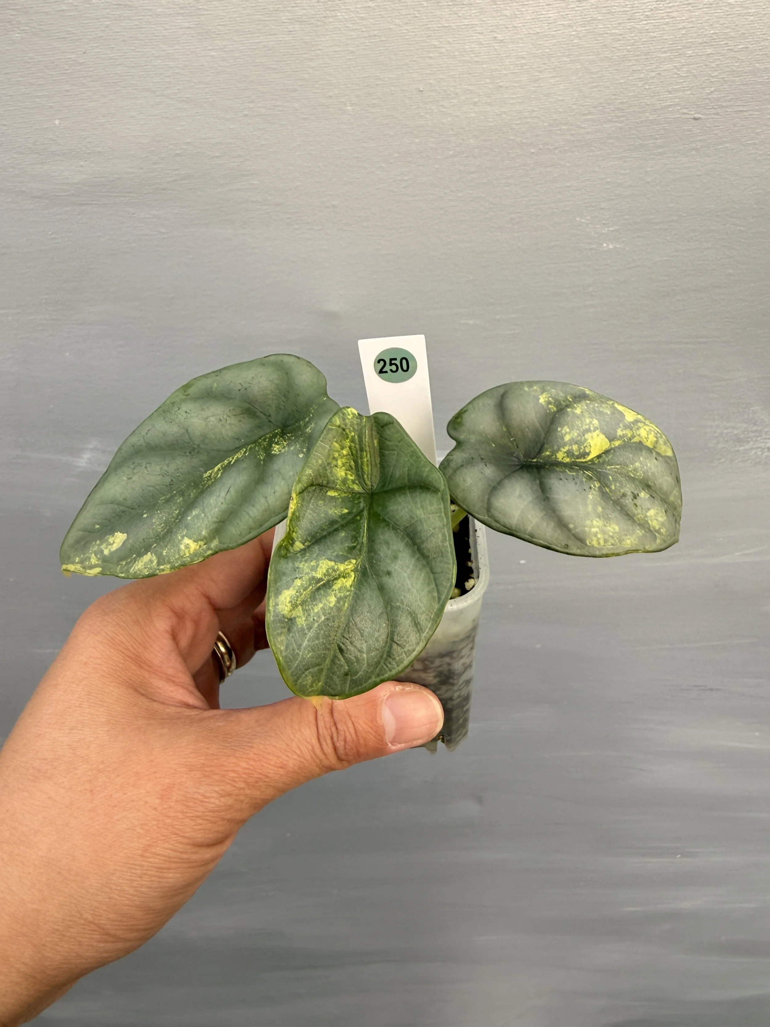 Alocasia ‘Silver Dragon Aurea’ PSP-250