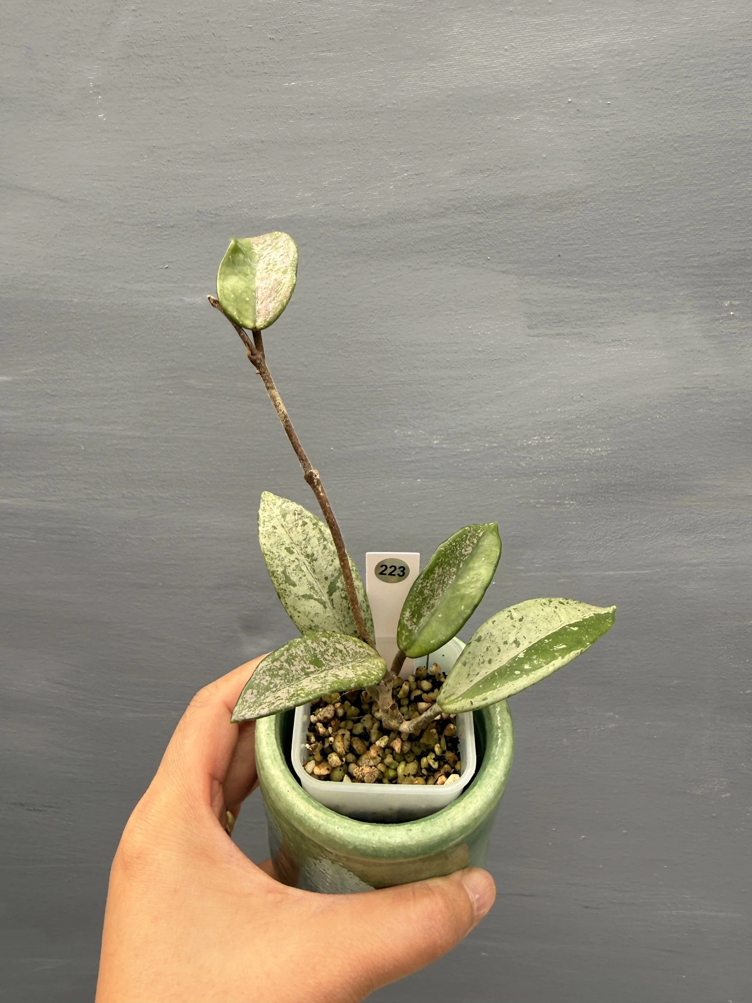 Hoya 'Wilbur Graves' China PSP-223