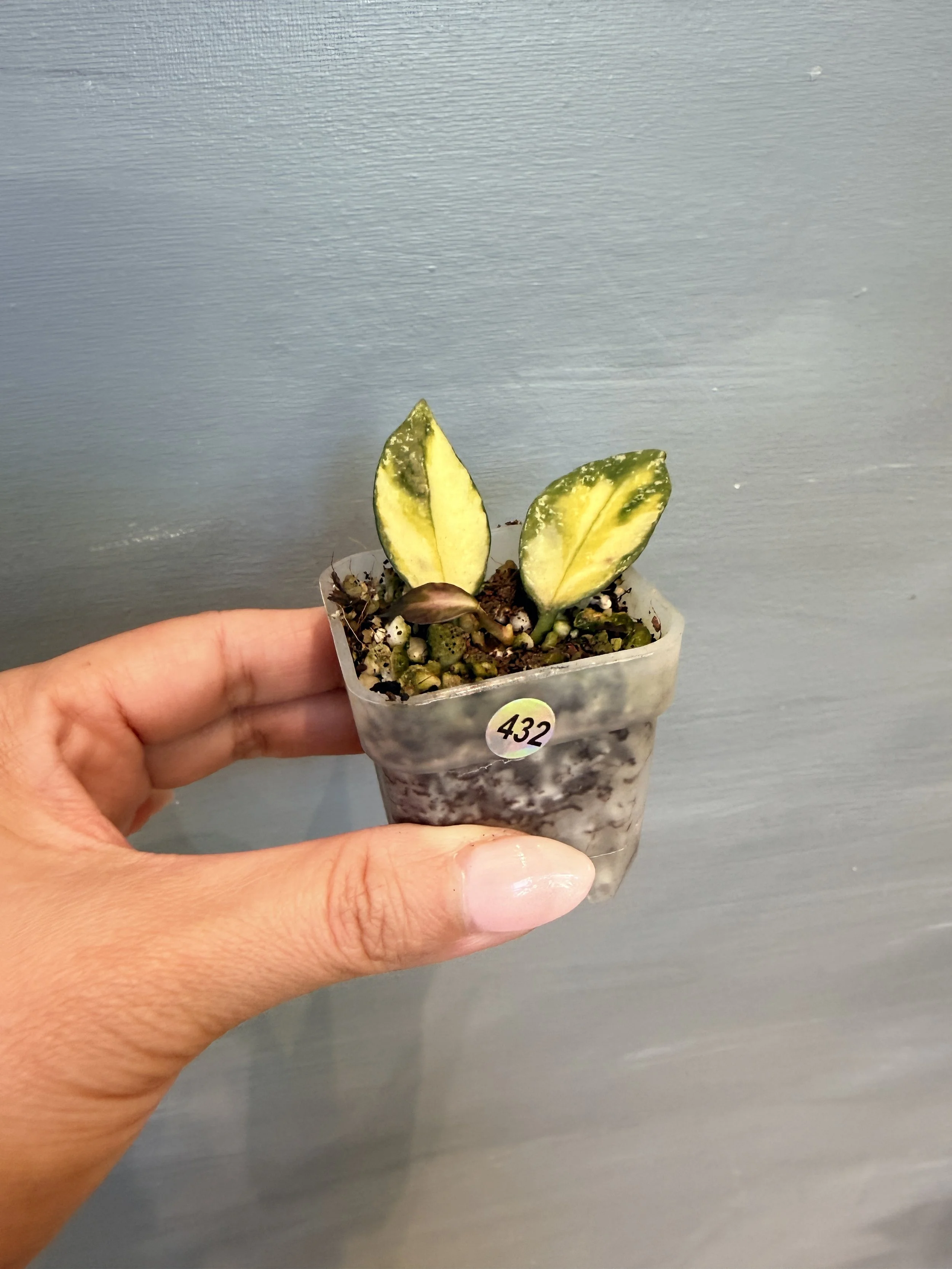 Hoya nabawanensis Variegated PSP-432