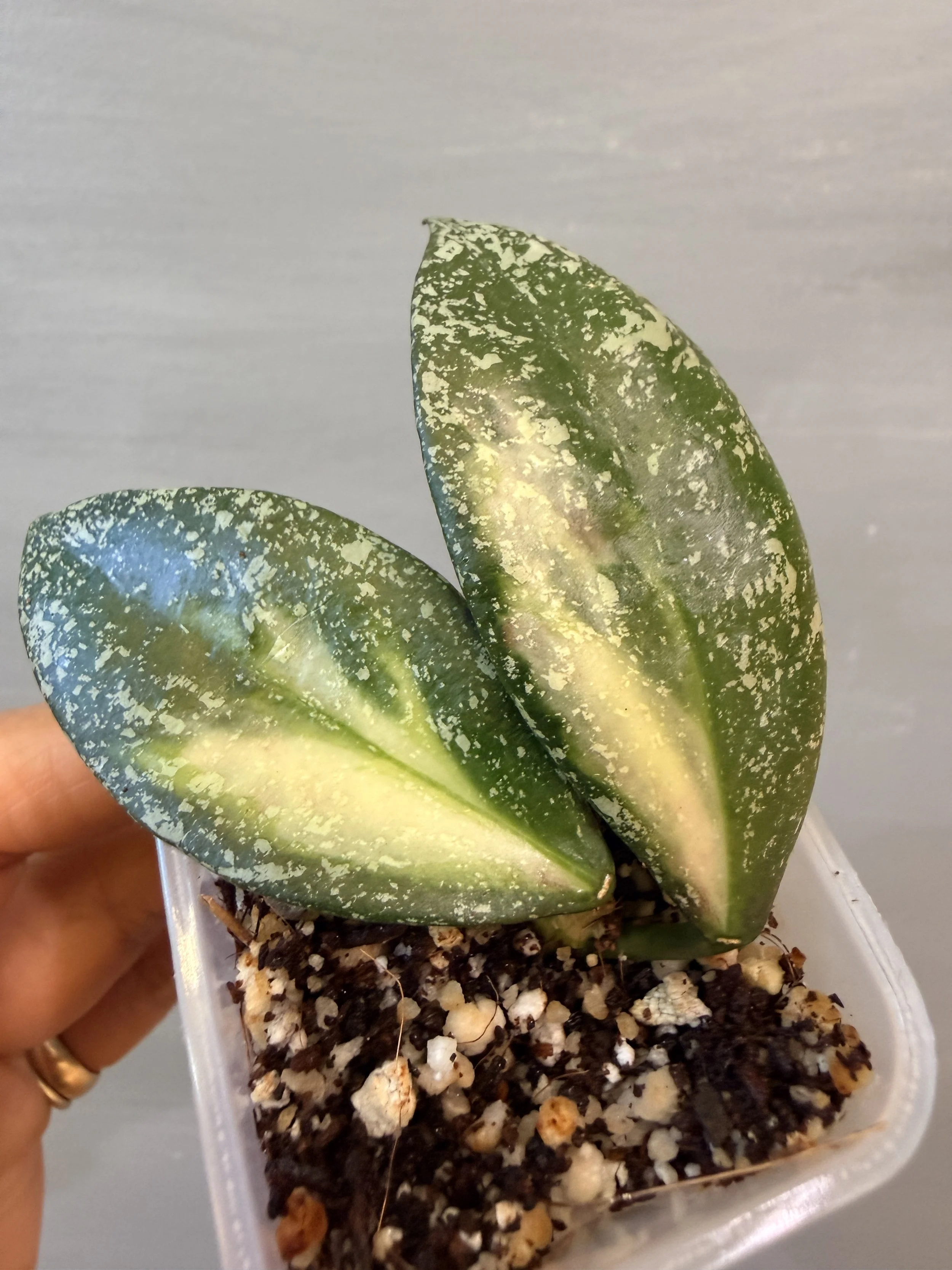 Hoya nabawanensis Variegata PSP-551