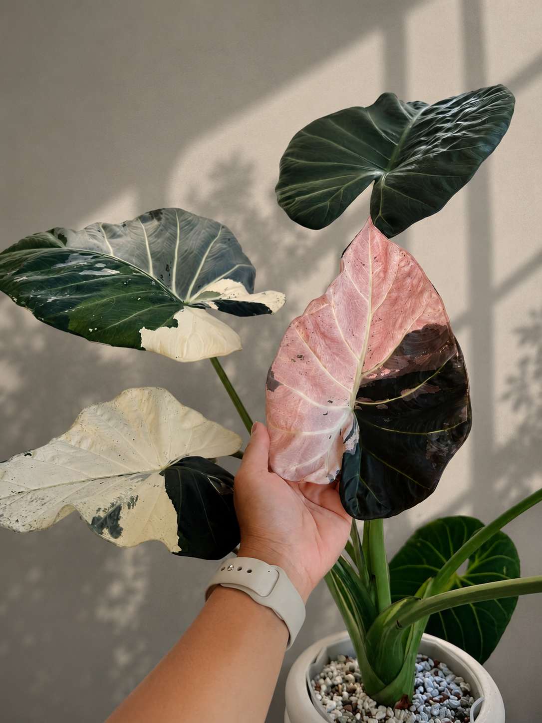 Alocasia 'Regal Shield' Albo PSP-407