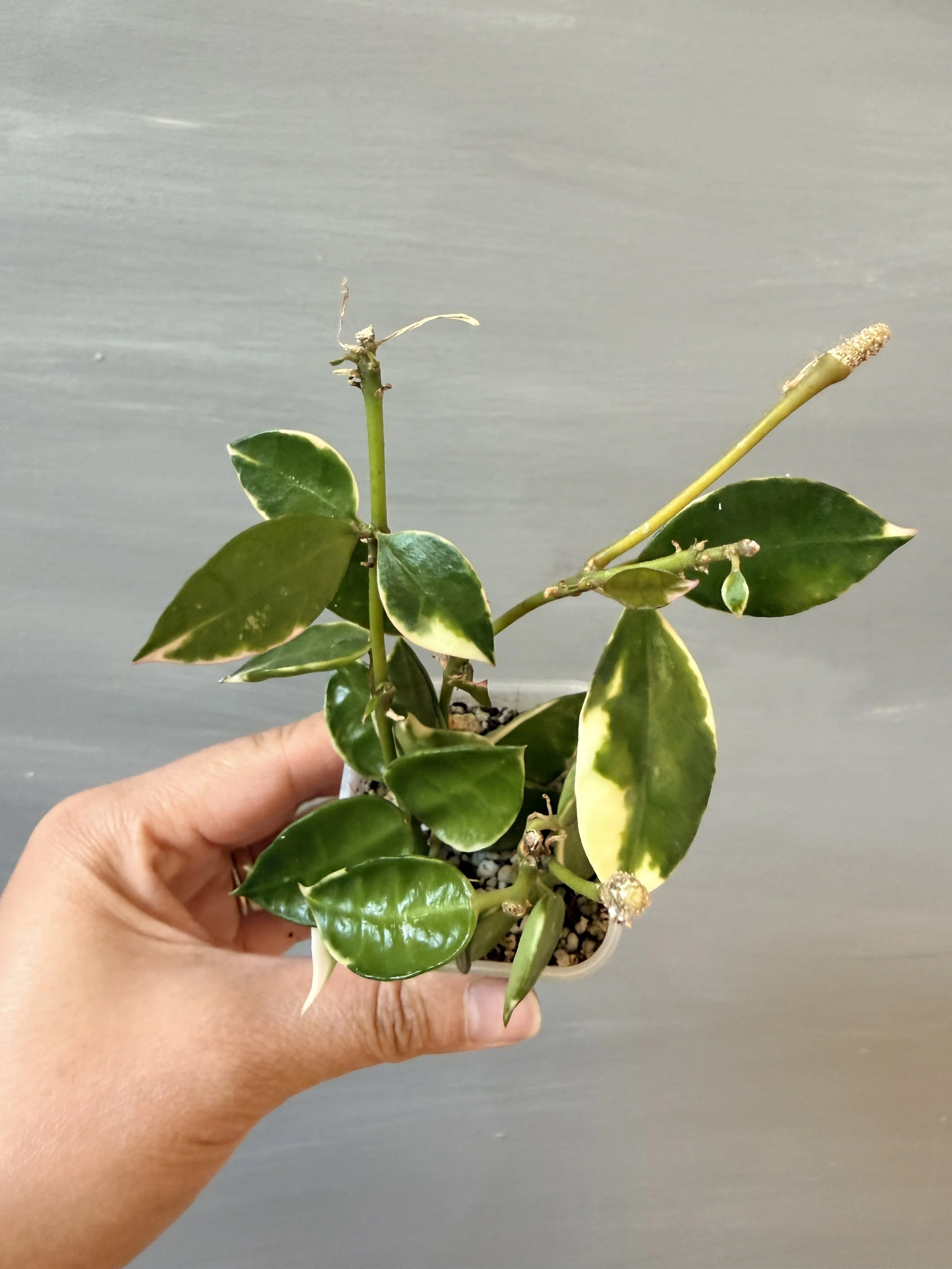 Hoya lacunosa ‘Asami’ Clone 1 PSP-524