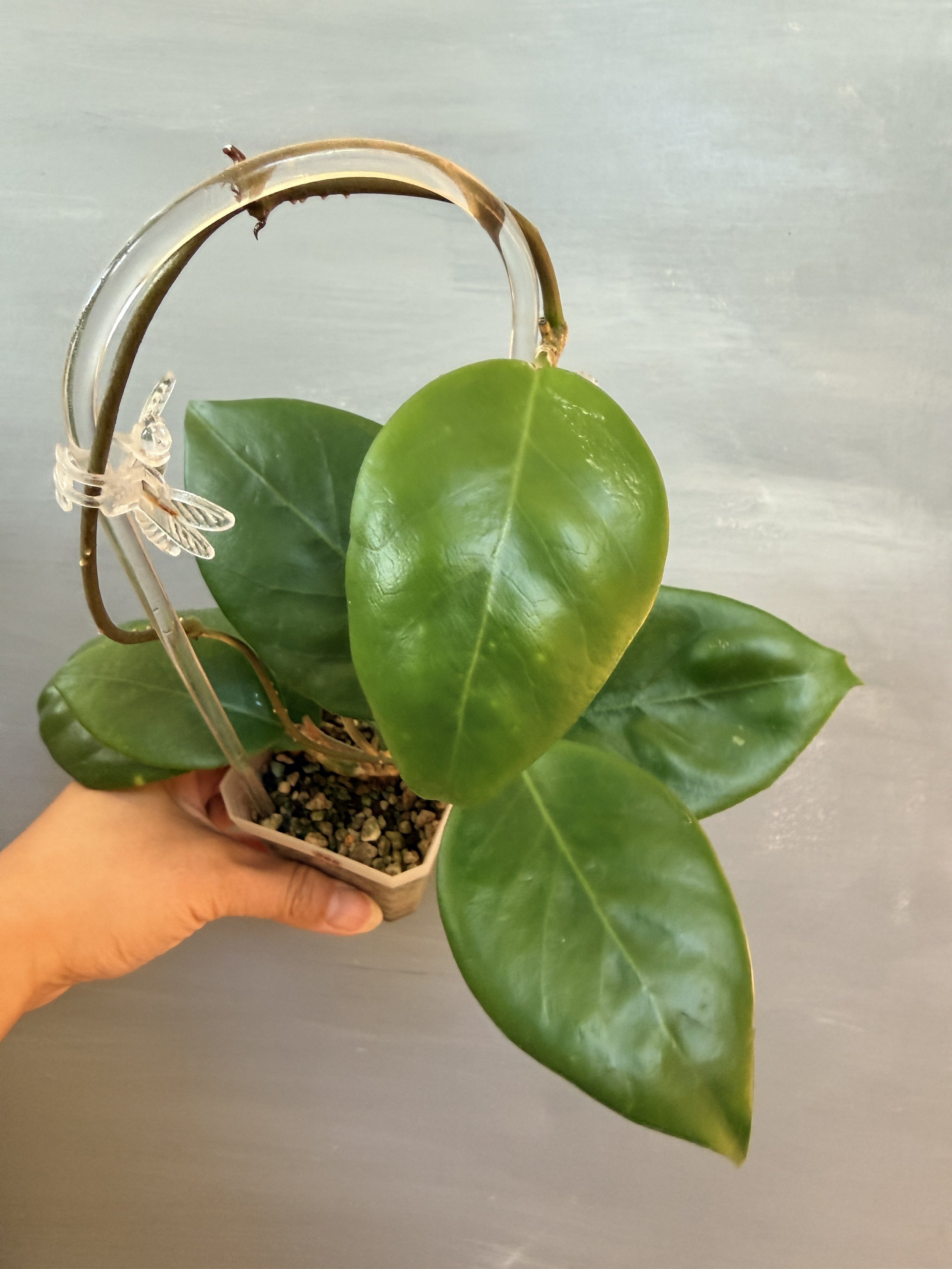 Hoya BP06 PSP-366