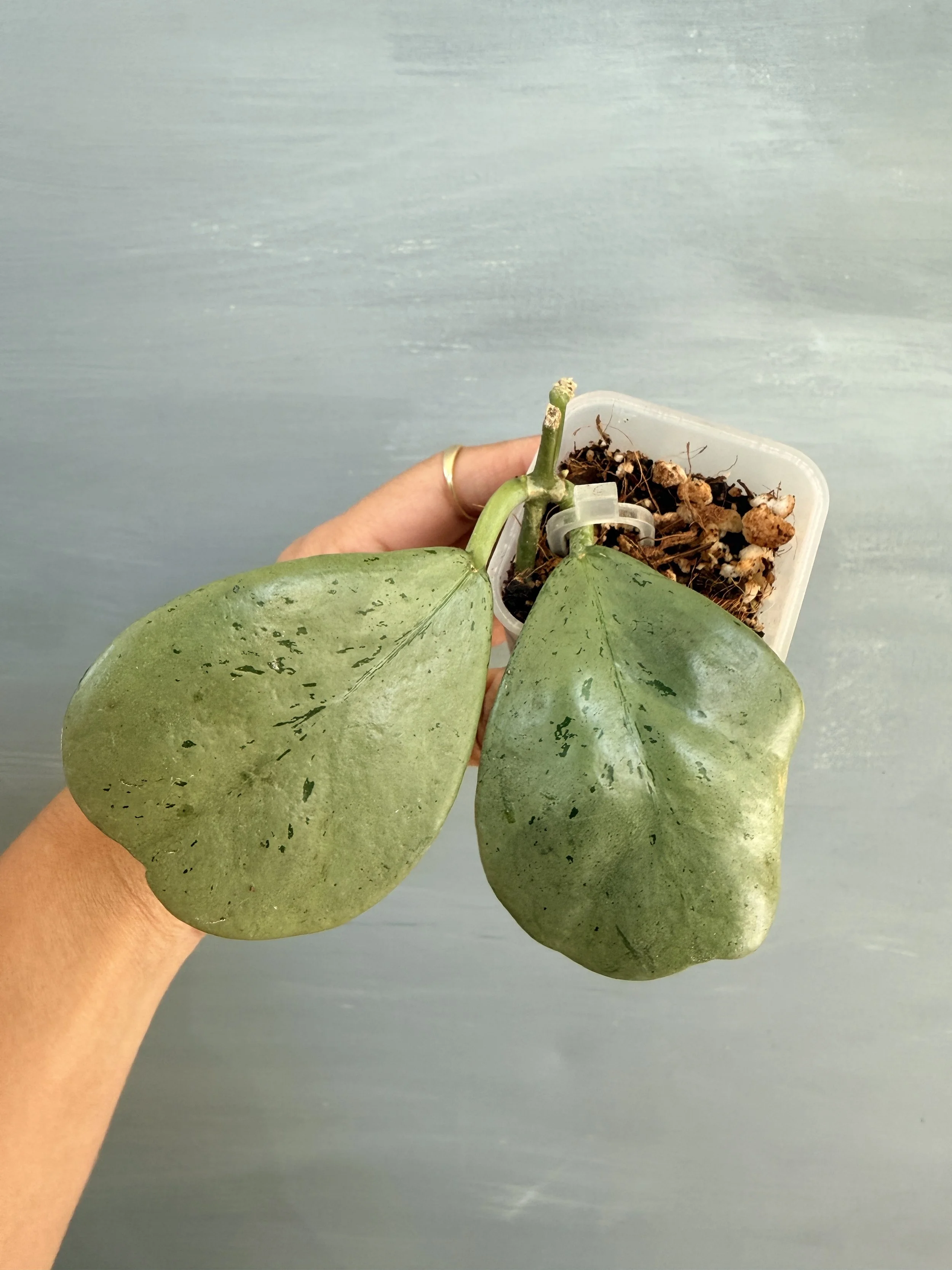 Hoya sp. Chiang Dao Silver PSP-338