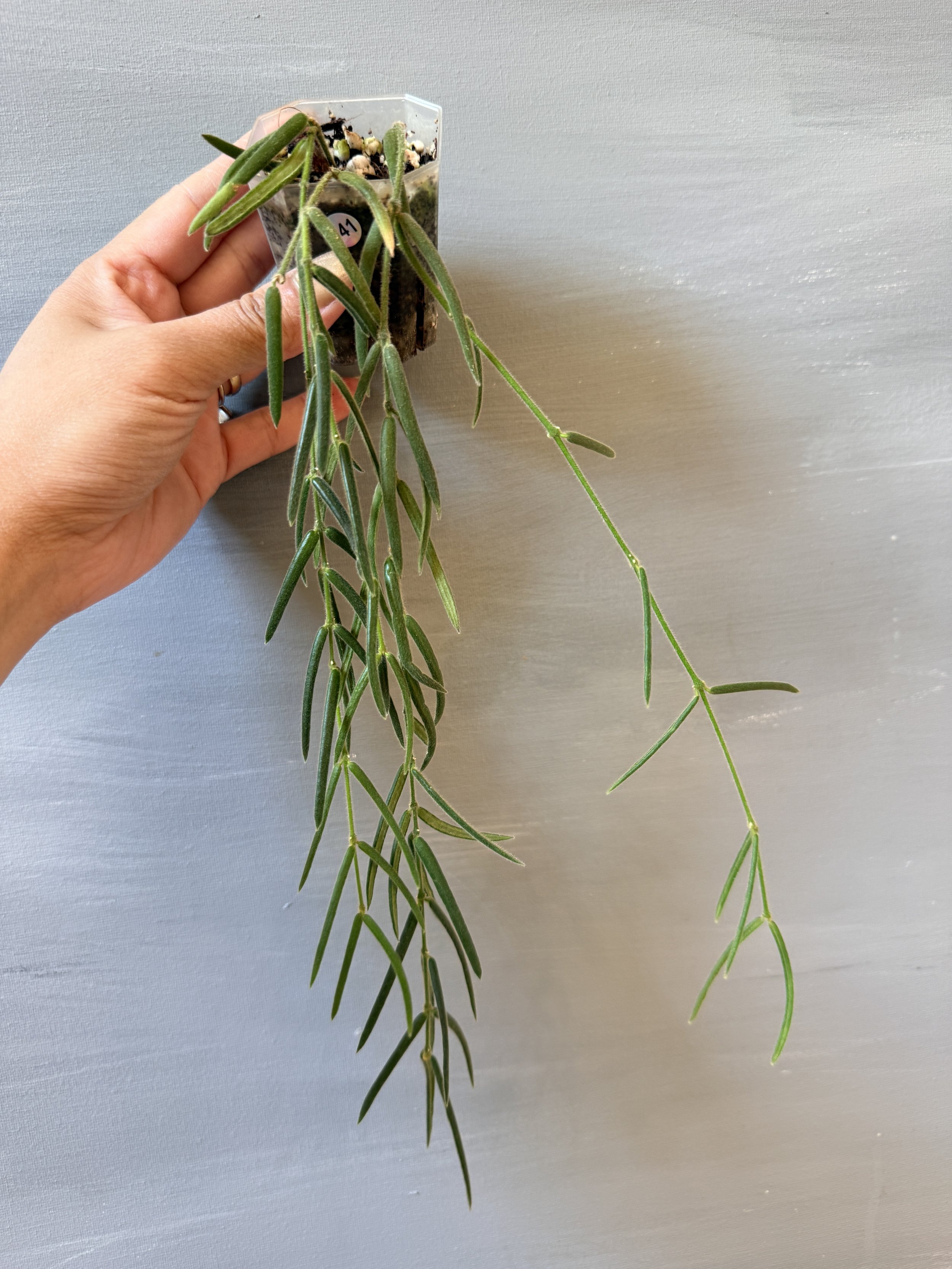 Hoya linearis PSP-141