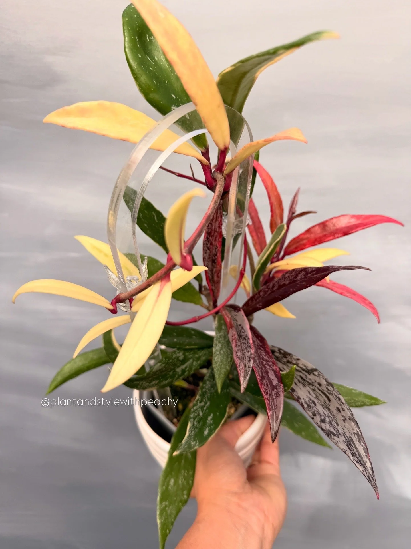 pubicalyxrhpalbosplash3.JPG