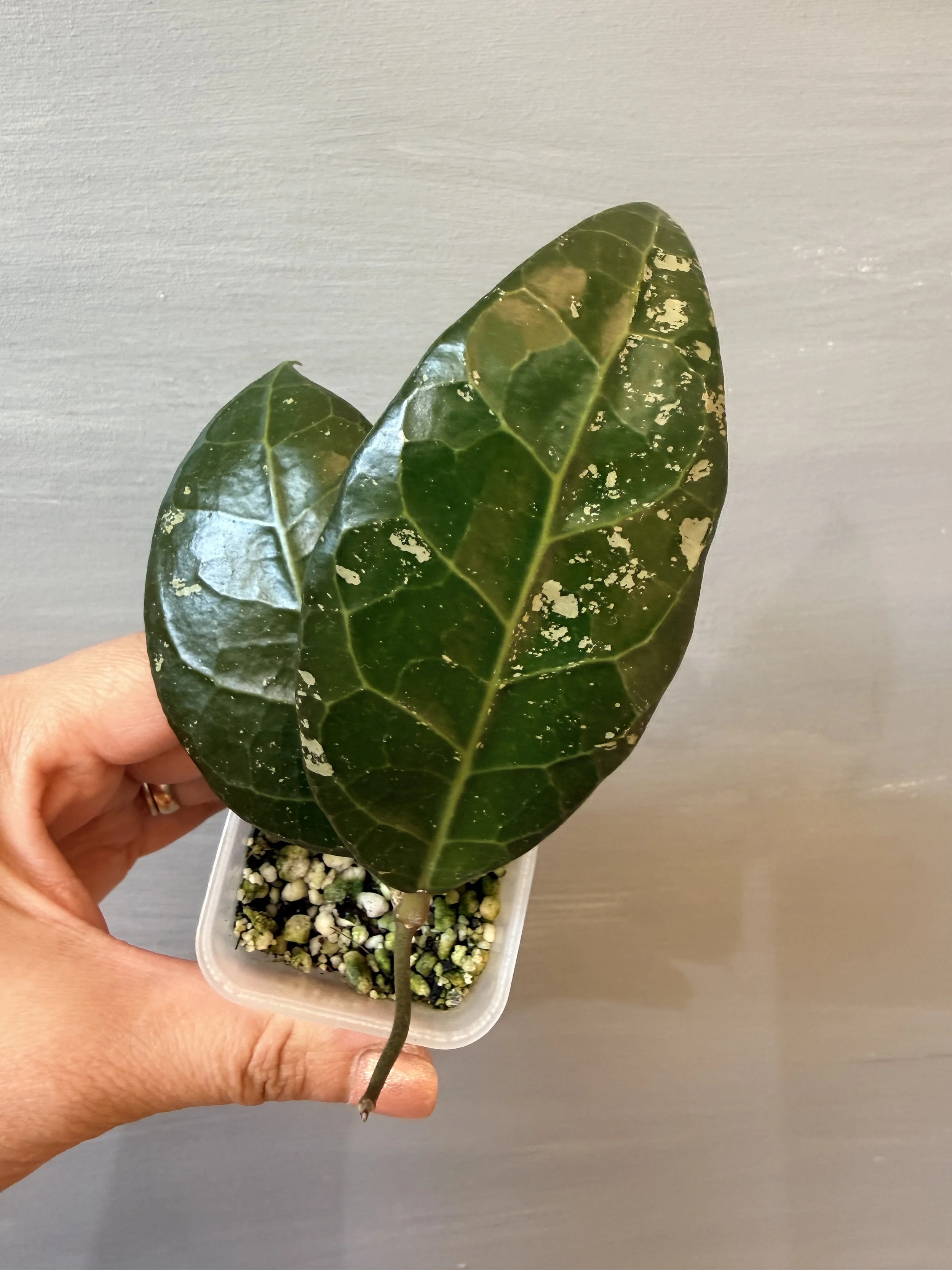 Hoya verticillata sp. Bogor PSP-493