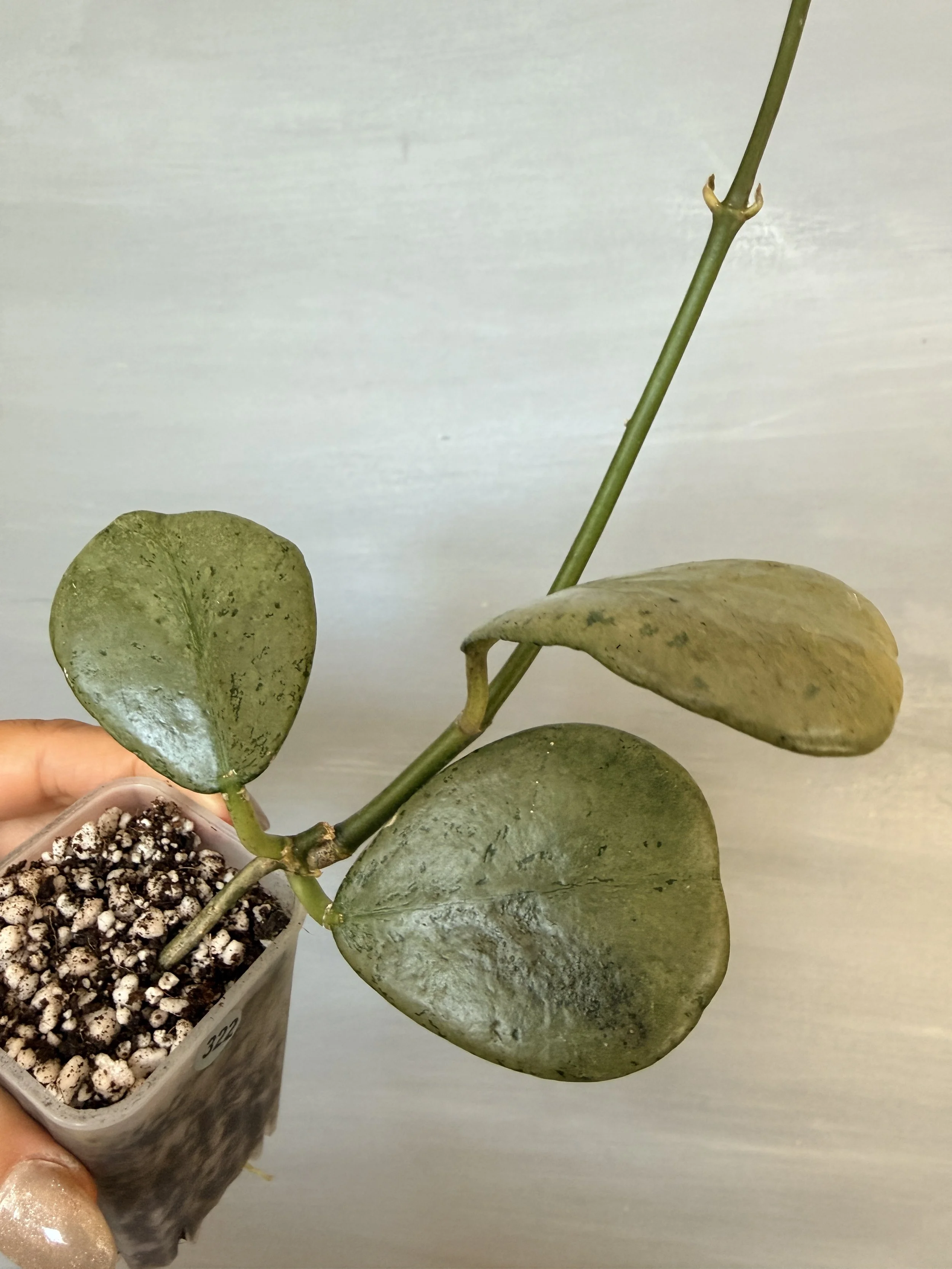 Hoya sp. ‘Chiang Dao Silver’ PSP-461