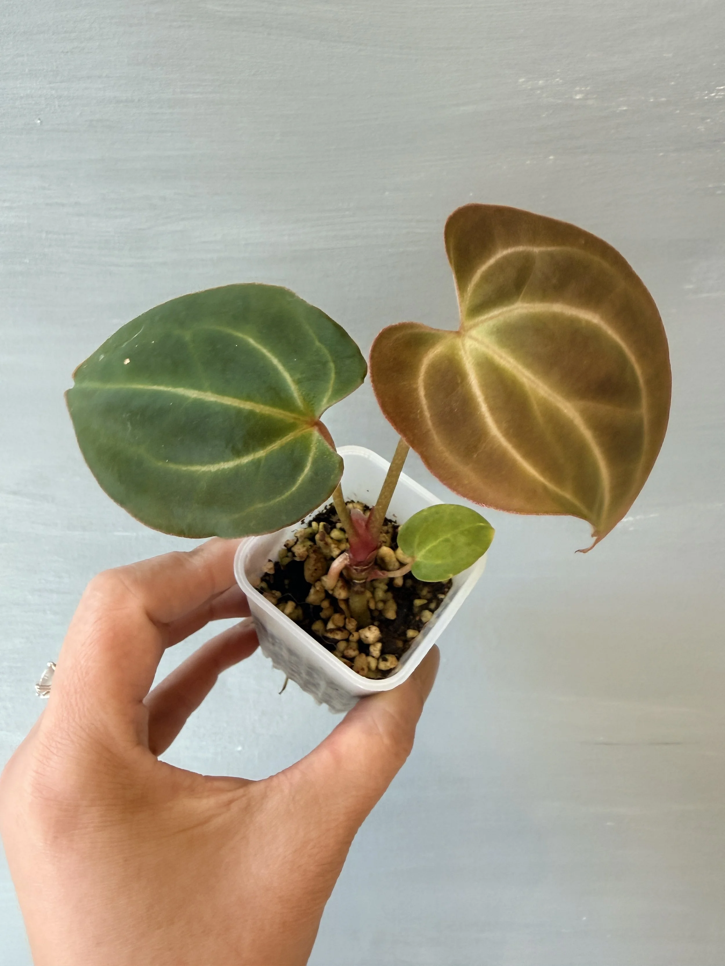 Anthurium 'Beshieae' (besseae aff × crystallinum) | Grower's Choice