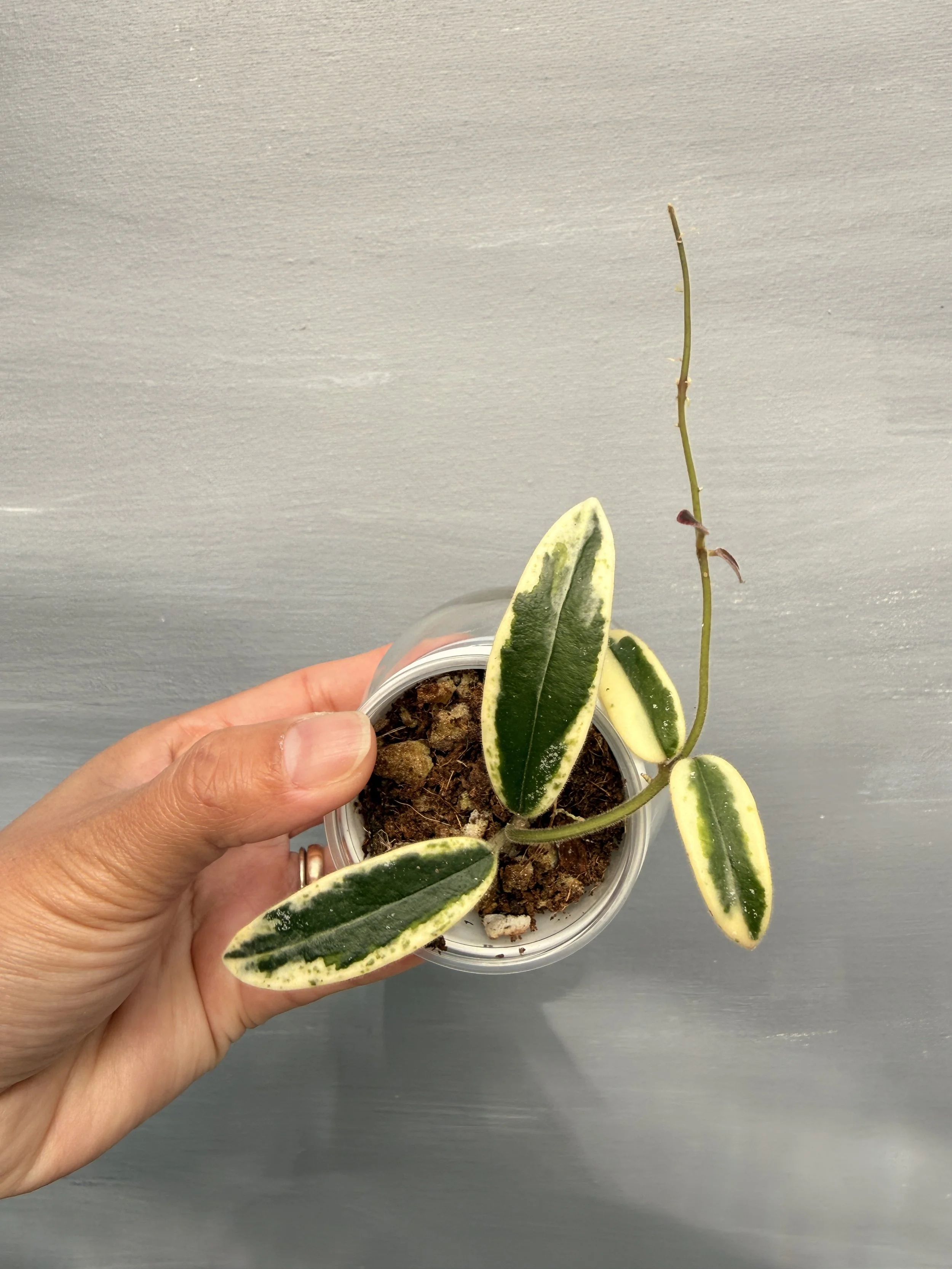 Hoya lyi ‘Prism’ PSP-129