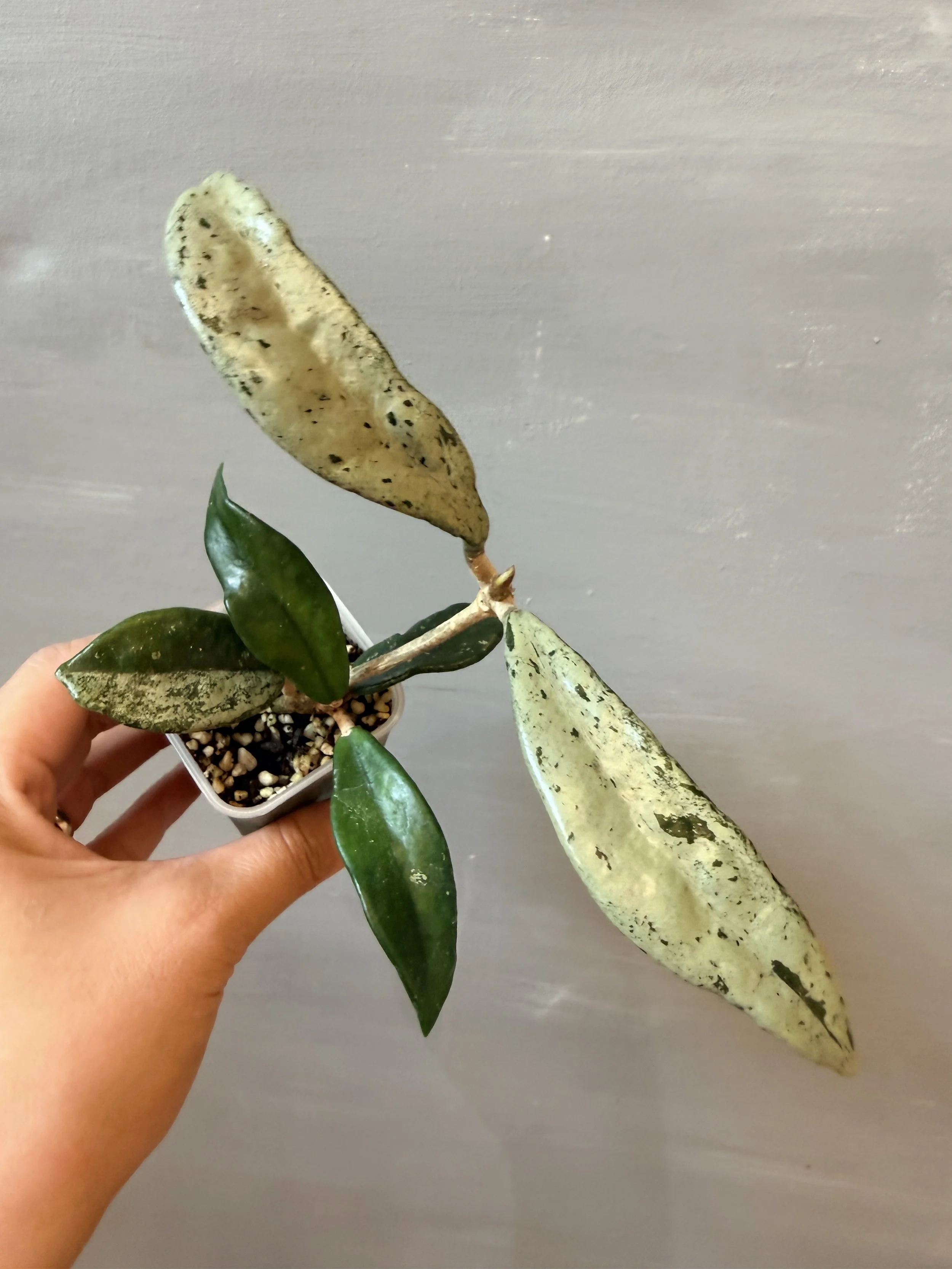Hoya ‘Wilbur Graves China’ PSP-282