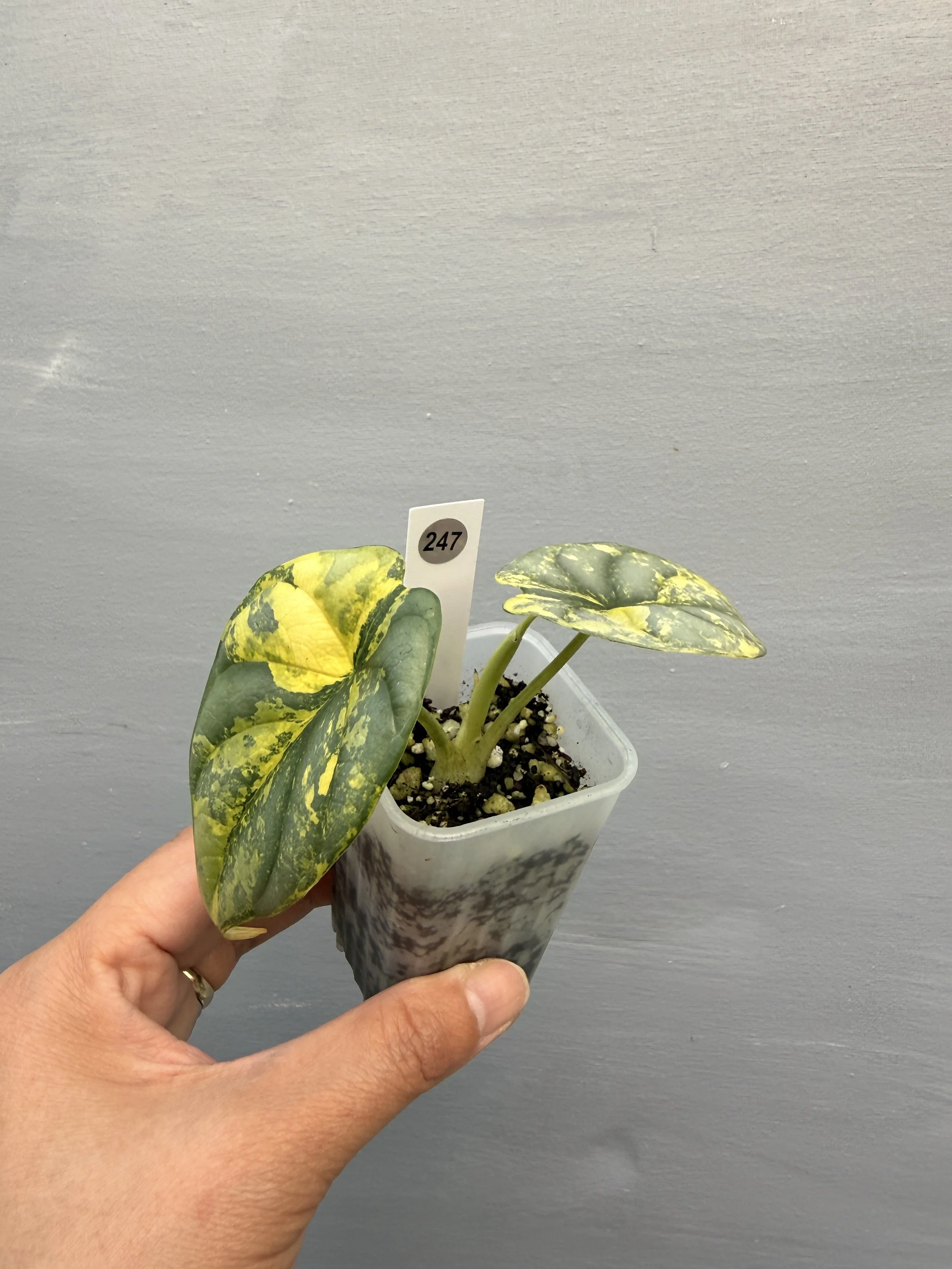 Alocasia ‘Silver Dragon Aurea’ PSP-247