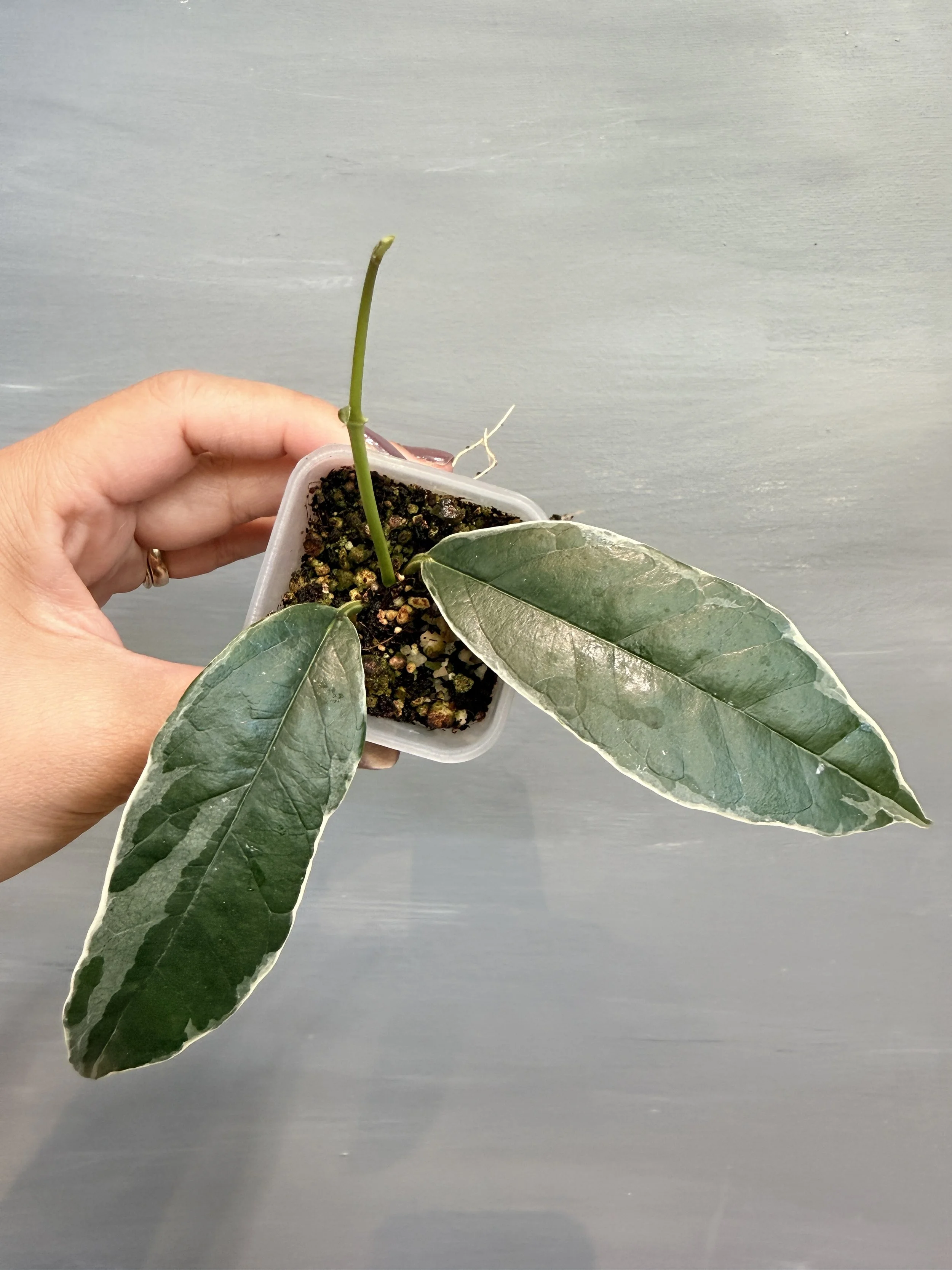 Hoya buotii Albo PSP-166