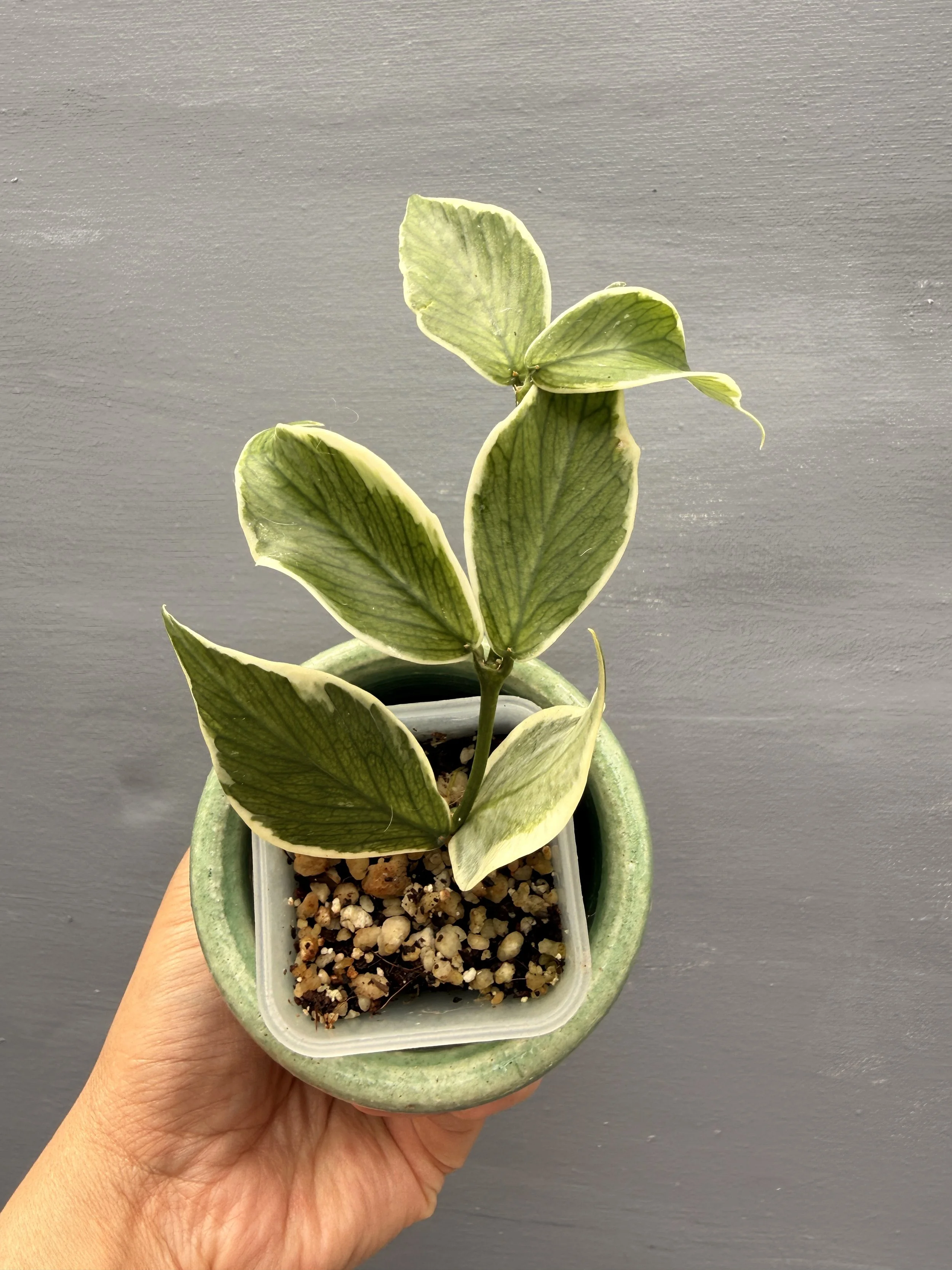 Hoya polyneura ‘Albo’ PSP-220