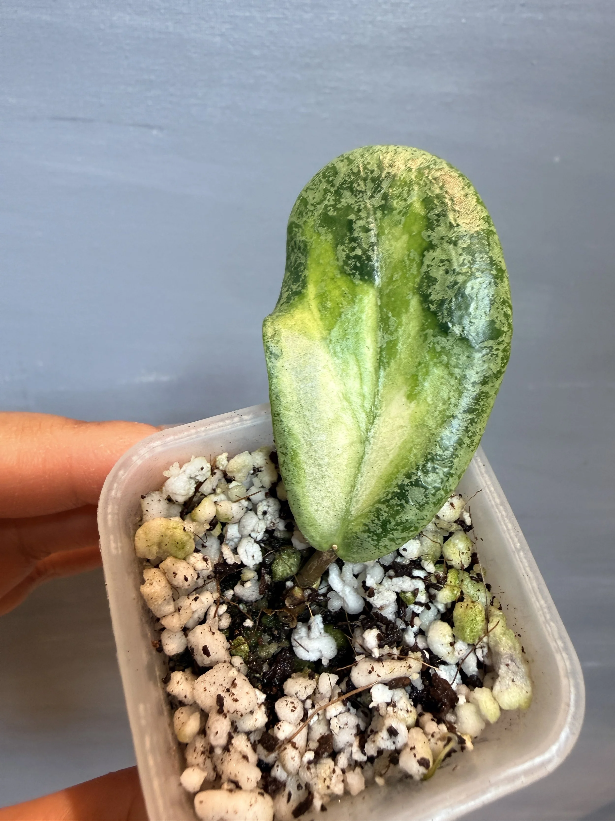 Hoya jita ‘Autumn Guava’ PSP-446