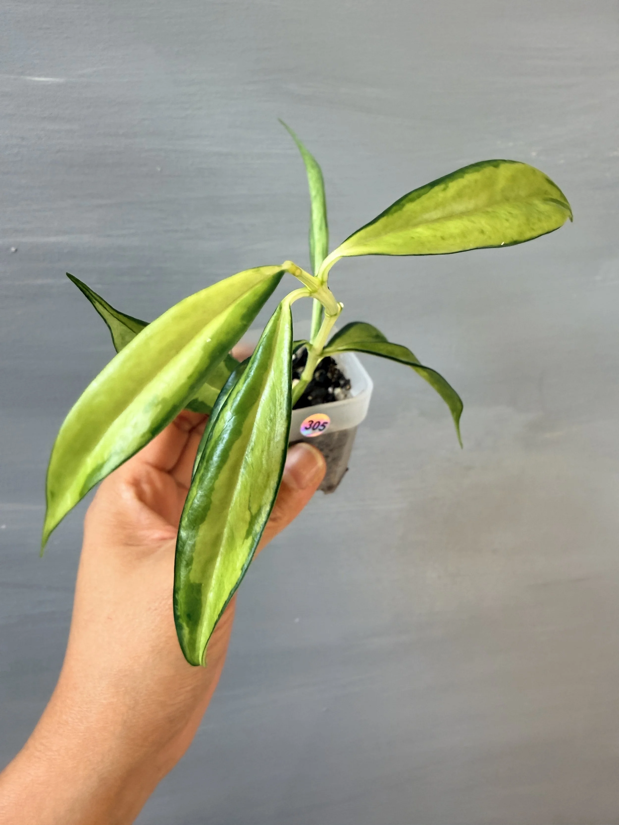 Hoya yingjiangensis Variegata PSP-305
