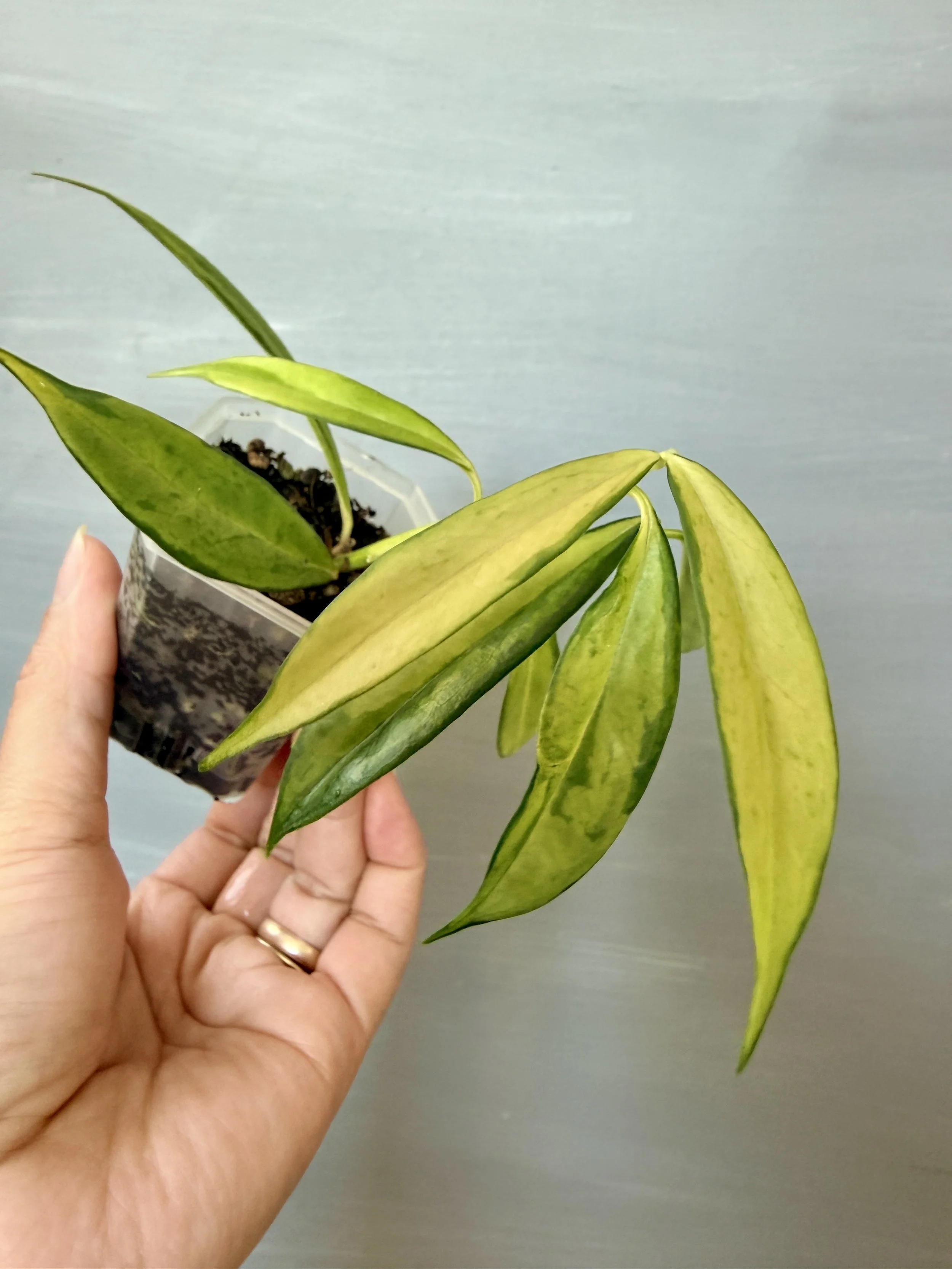 Hoya yingjiangensis Variegated PSP-301