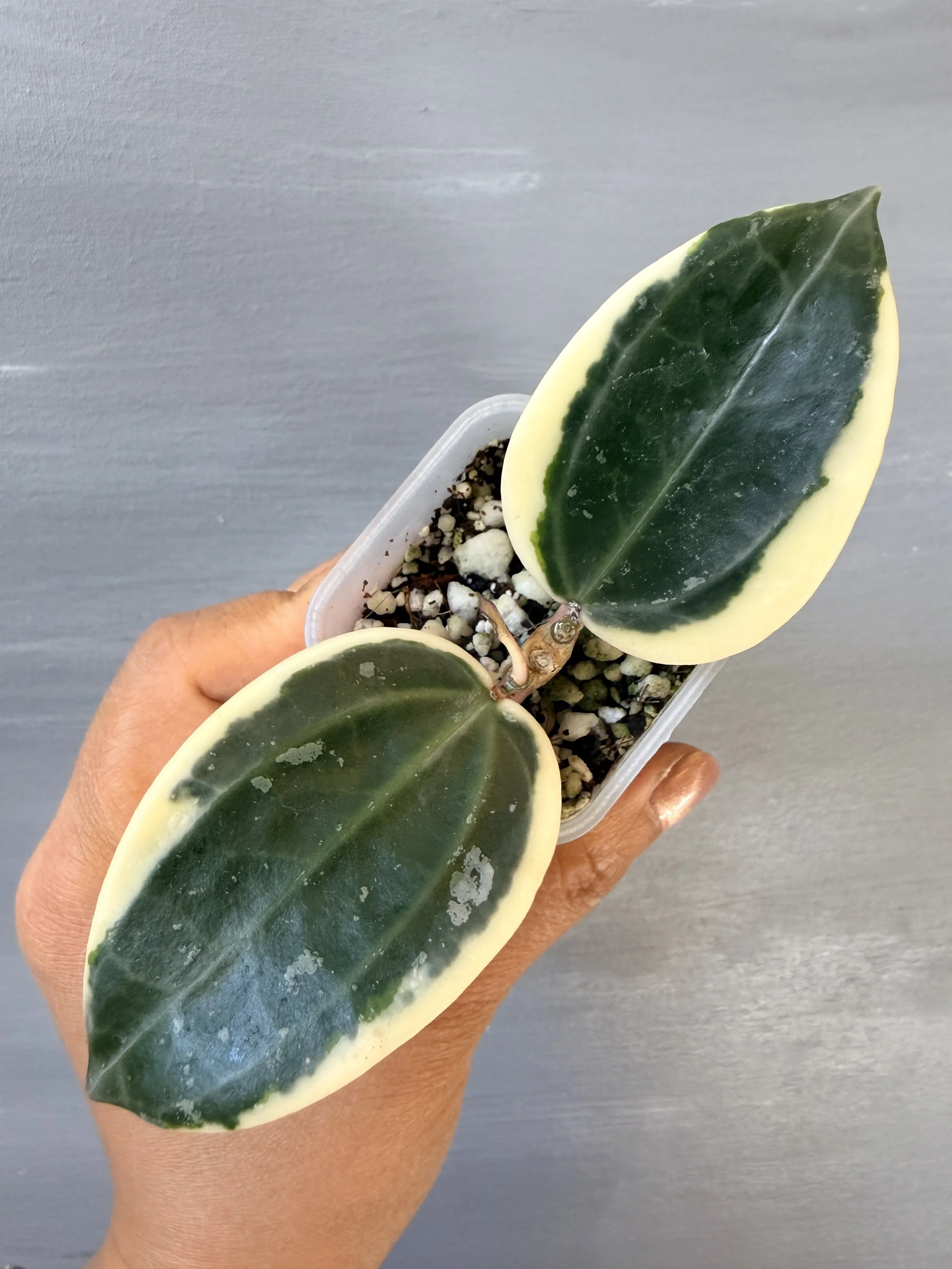 Hoya latifolia 'Albo Round Form' PSP-480