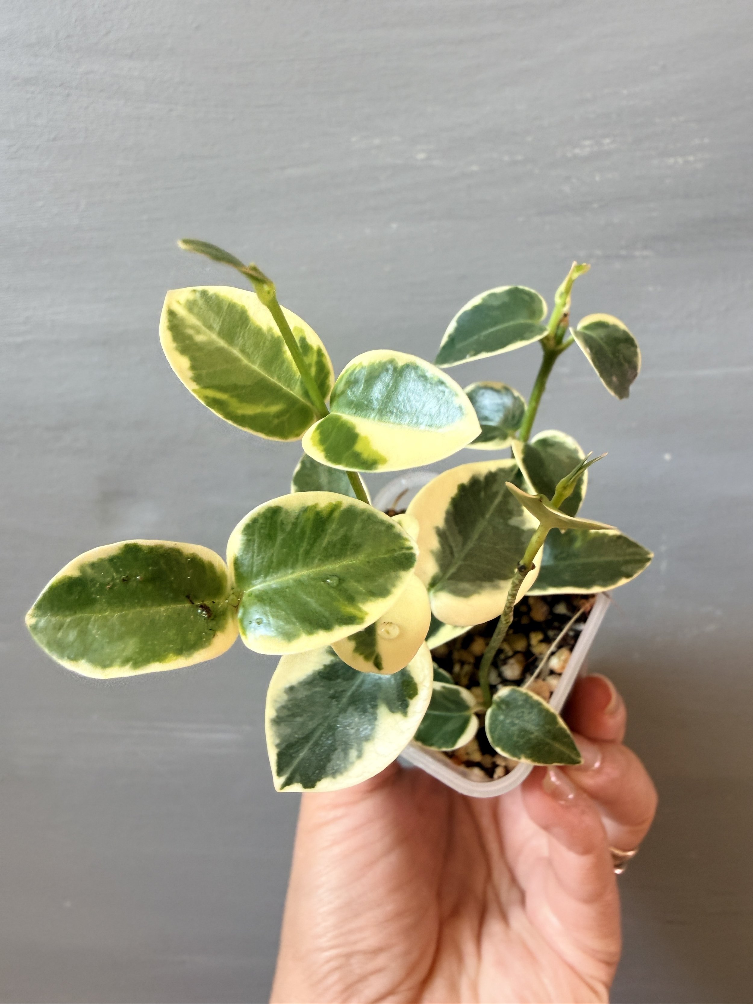 Hoya cumingiana Albo PSP-135