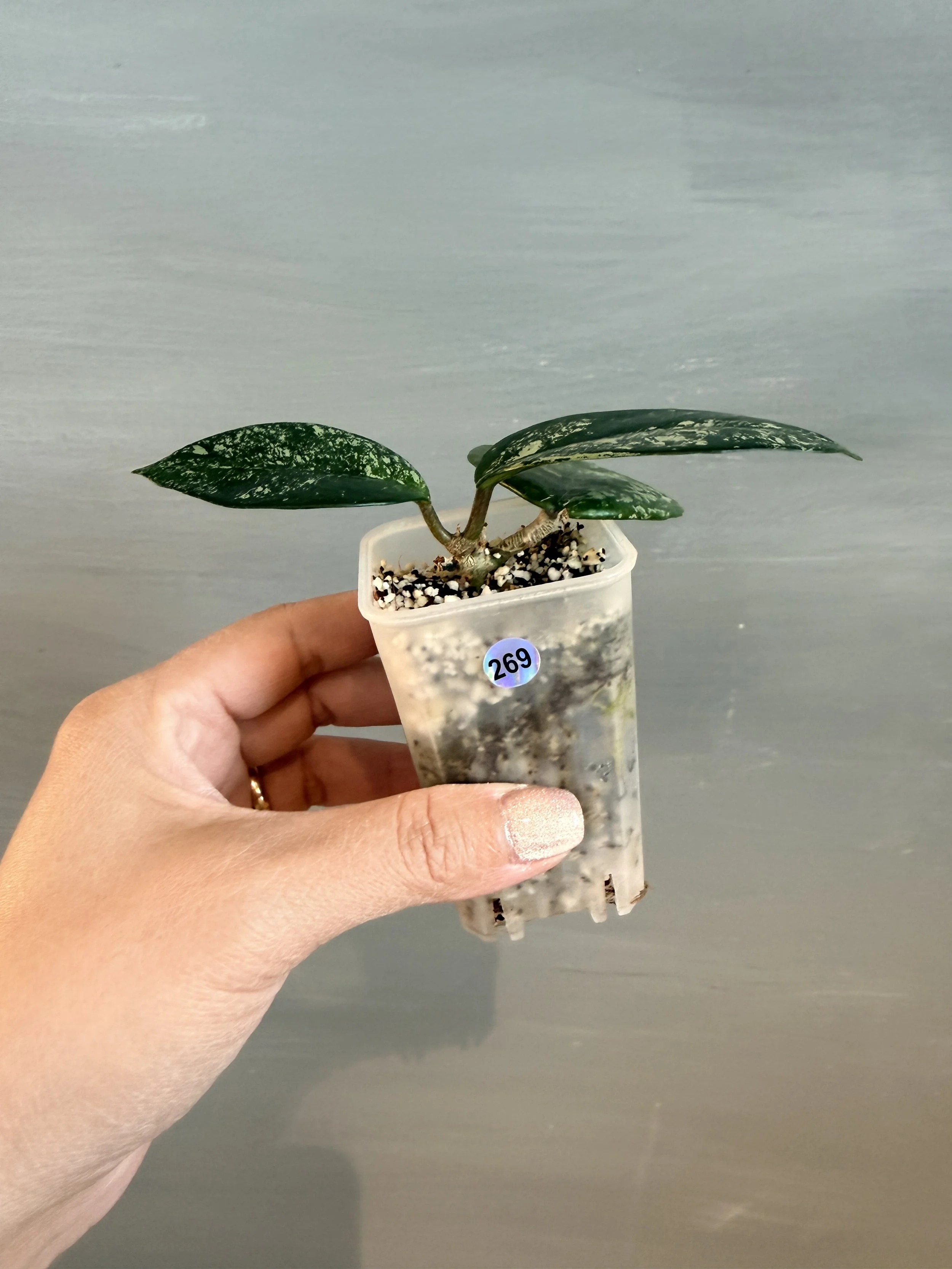 Hoya carnosa ‘Freckles Splash’ PSP-269