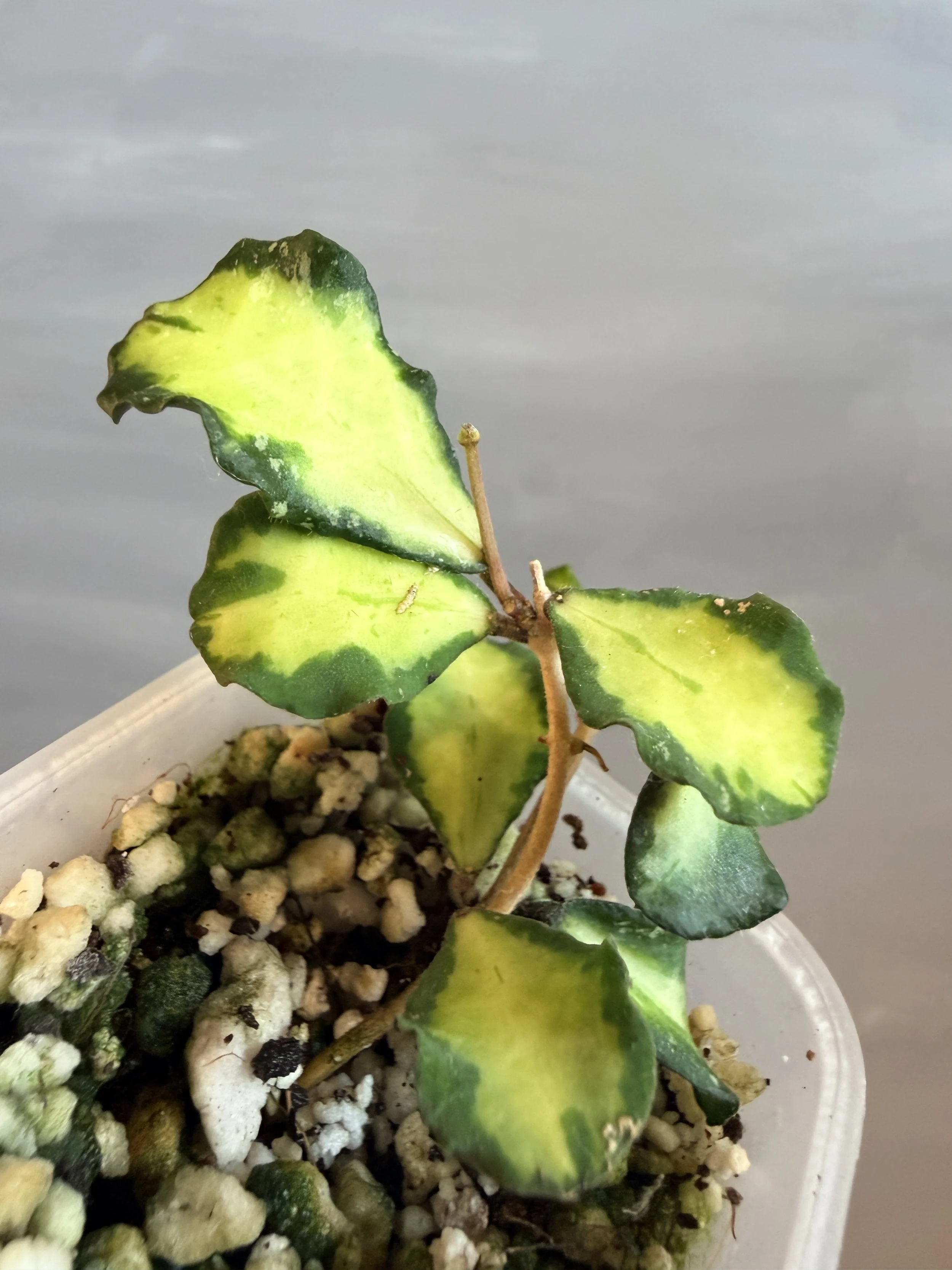 Hoya kanyakumariana Variegata PSP-448