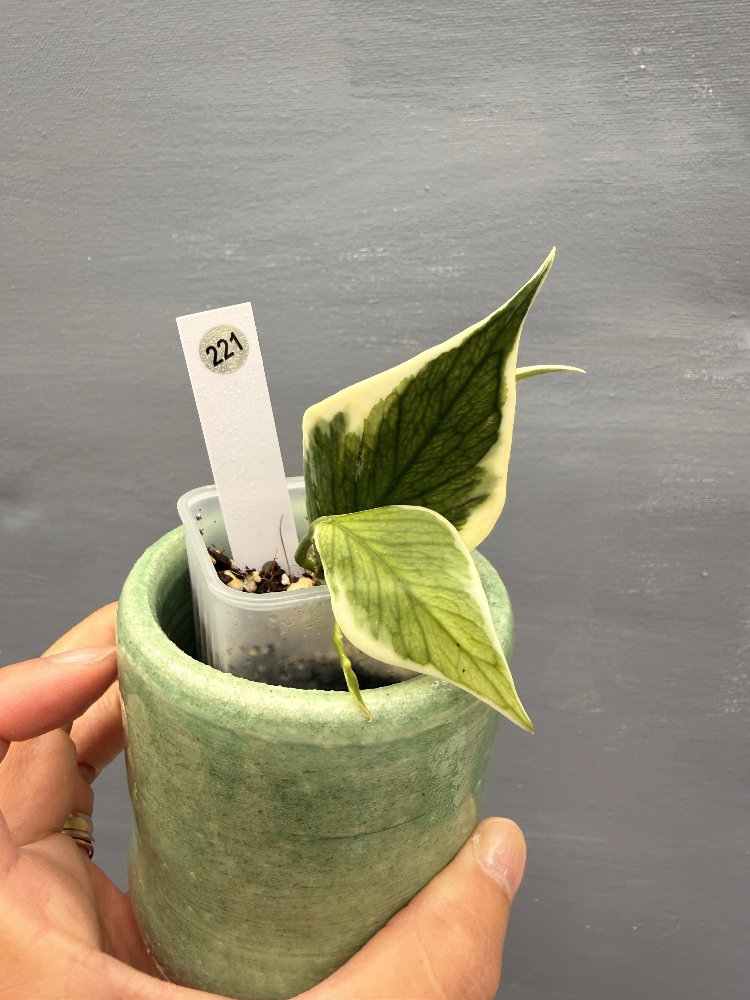 Hoya polyneura ‘Albo’ PSP-221