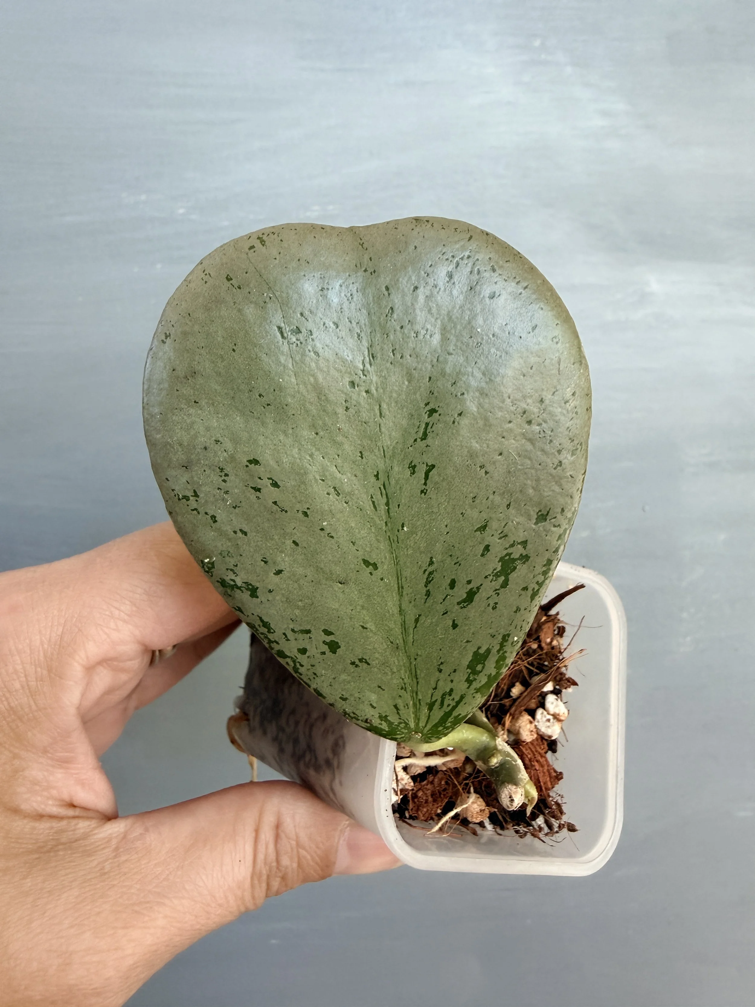 Hoya sp. Chiang Dao Silver PSP-344