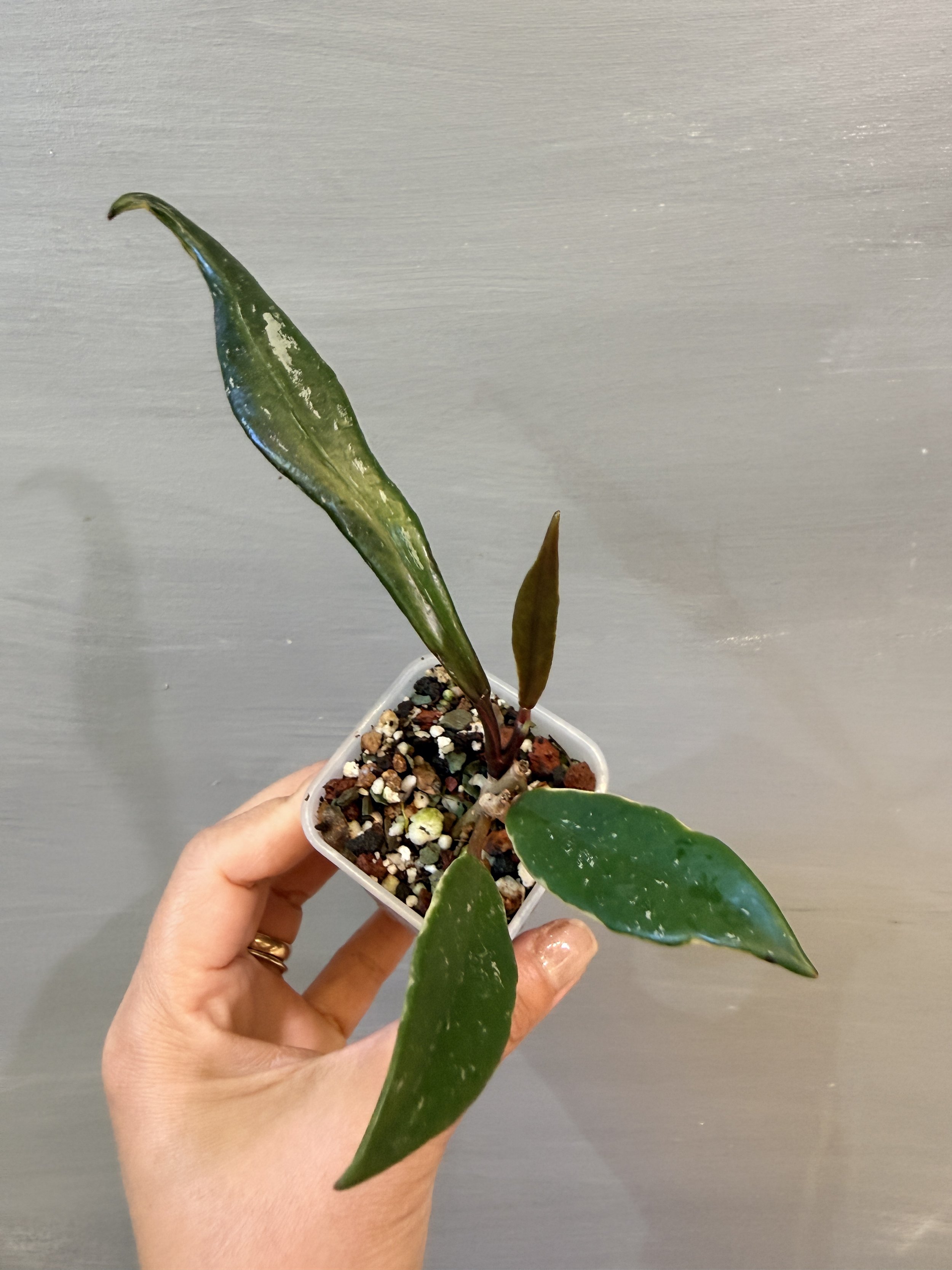 Hoya pubicalyx ‘Royal Hawaiian Purple’ Albo Splash PSP-575