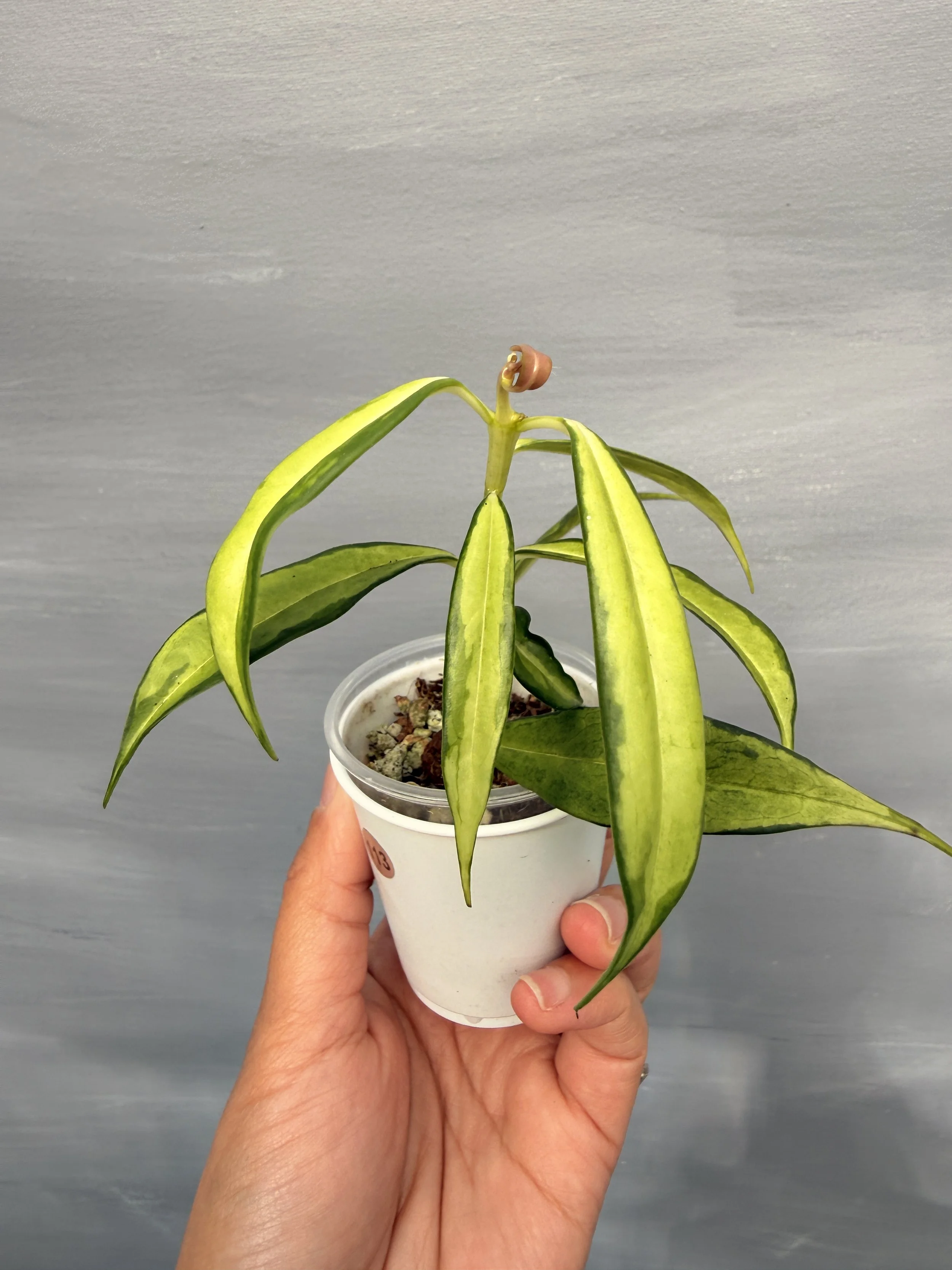 Hoya yingjiangensis ‘Variegata’ PSP-113