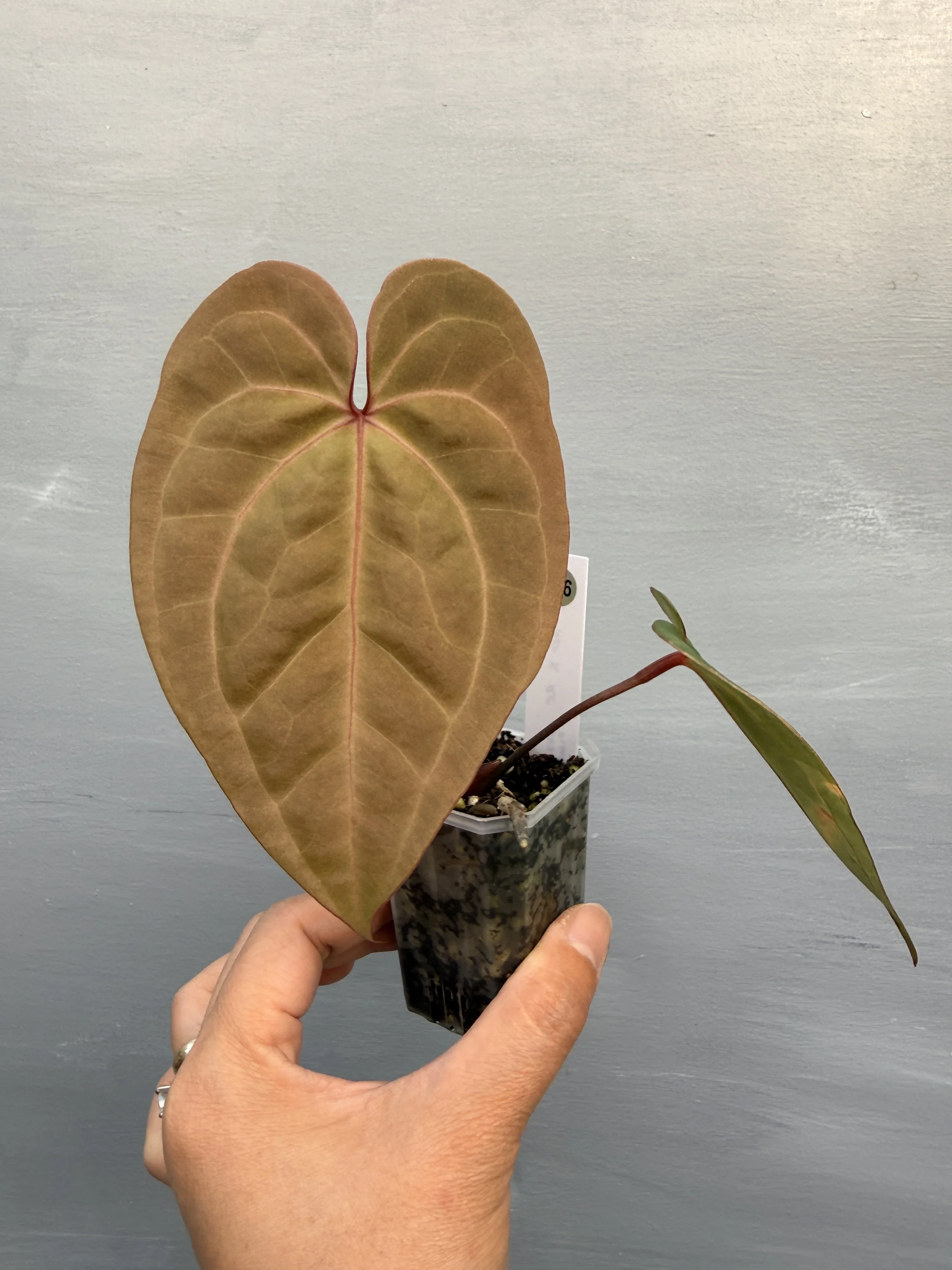 Anthurium ‘Circus Peanuts × papillilaminum × Red crystallinum’ PSP-246