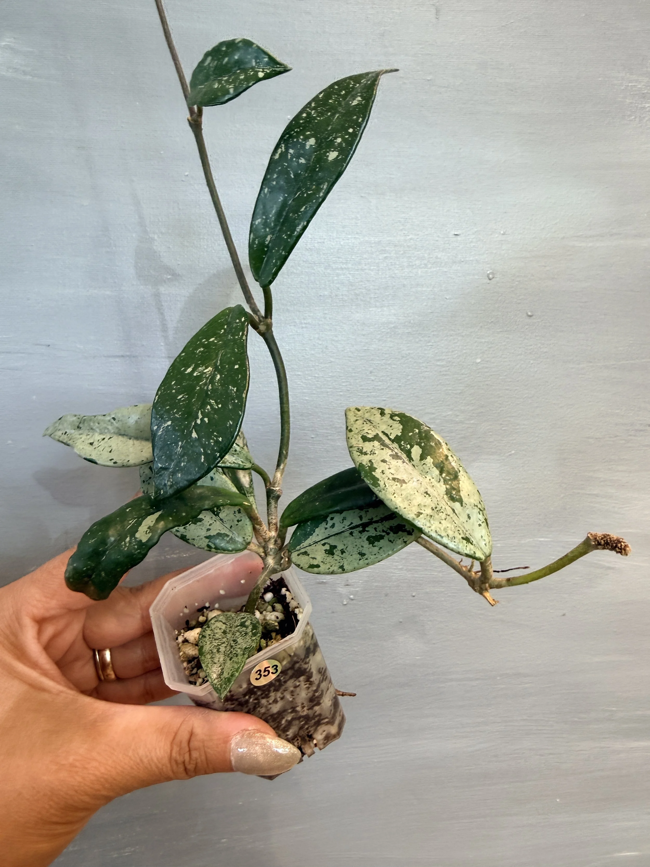 Hoya ‘Wilbur Graves China’ PSP-353