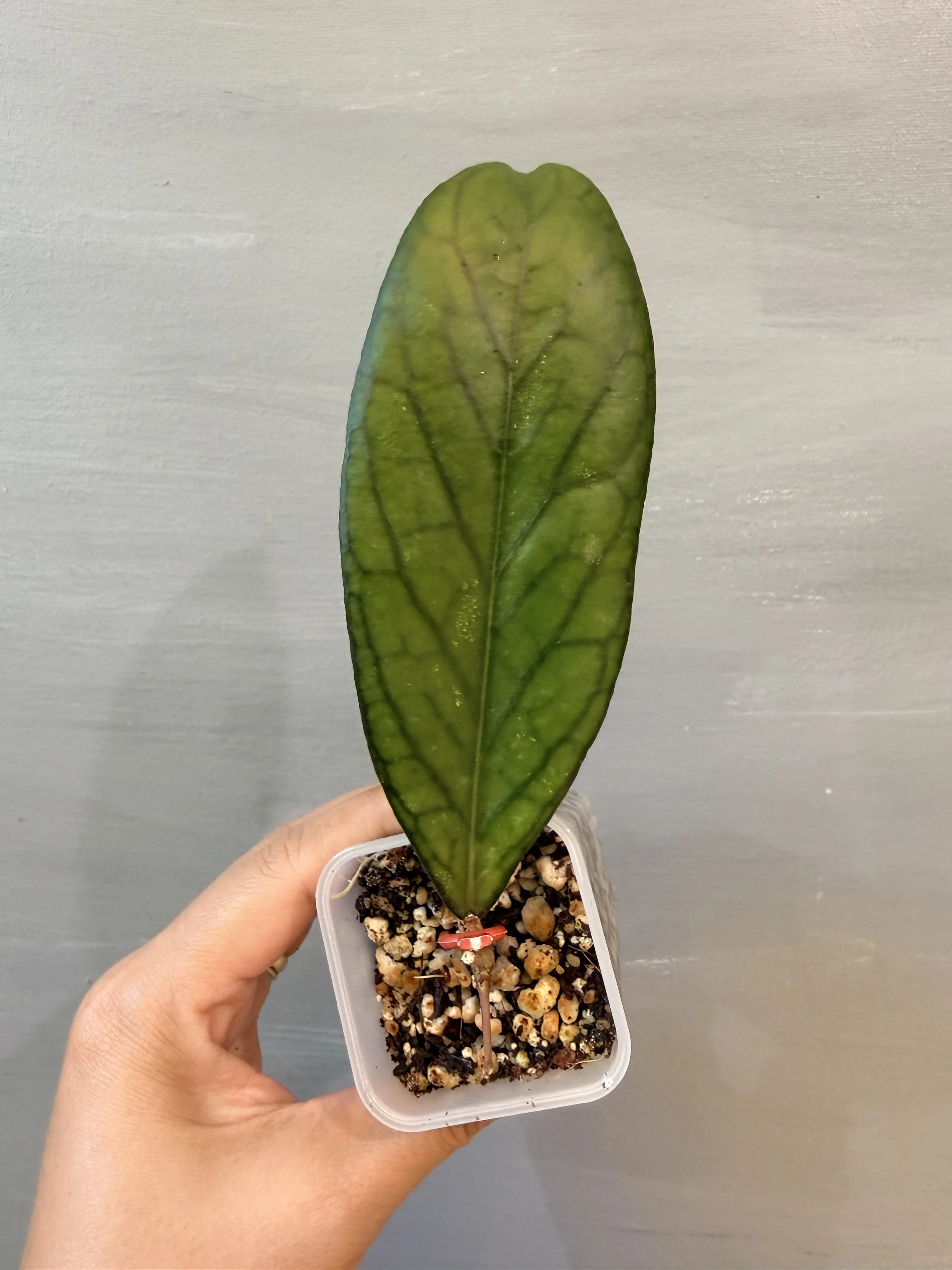 Hoya sp. Bengkulu PSP-541
