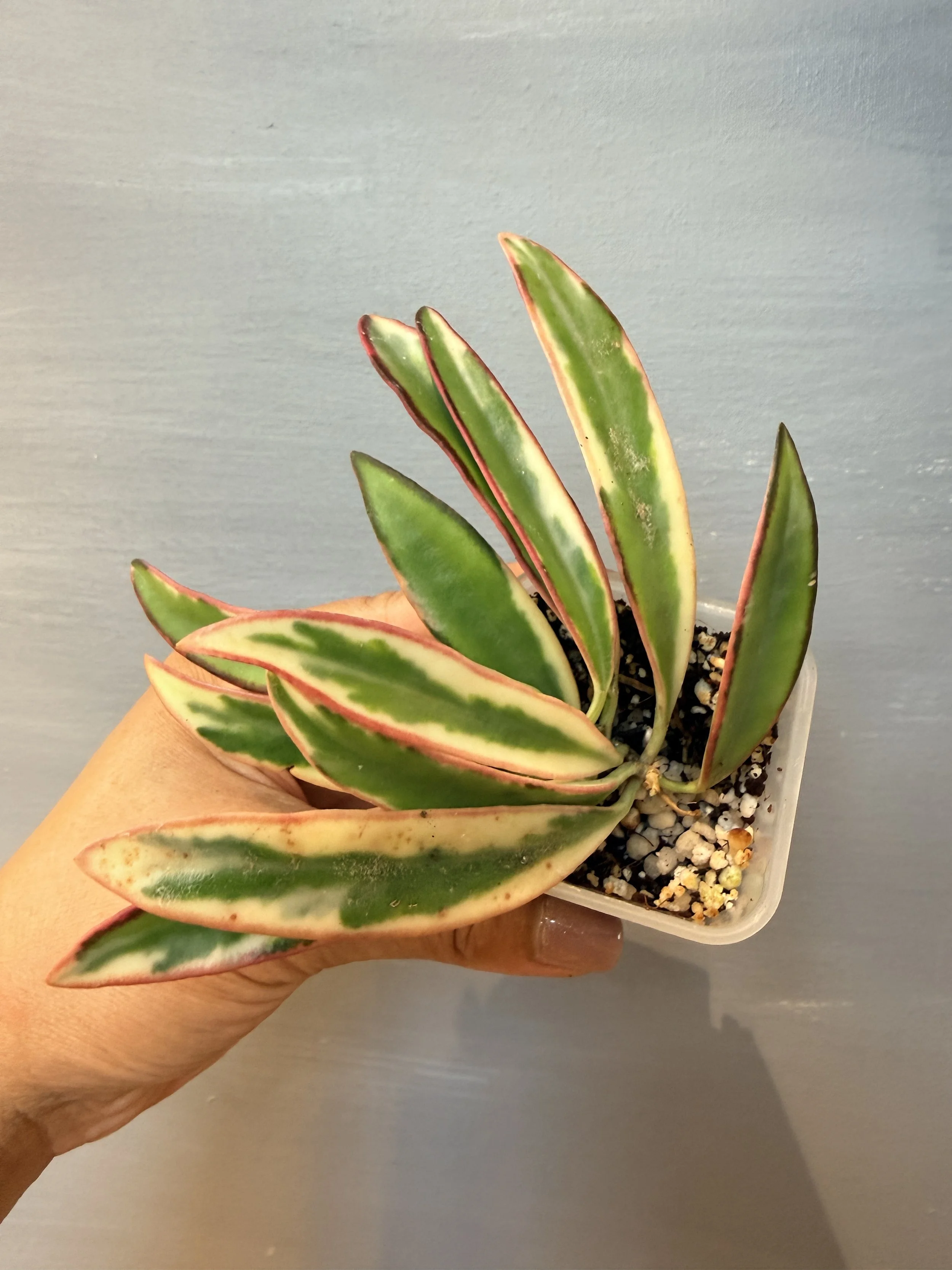 Hoya 'Lorilyn' PSP-275