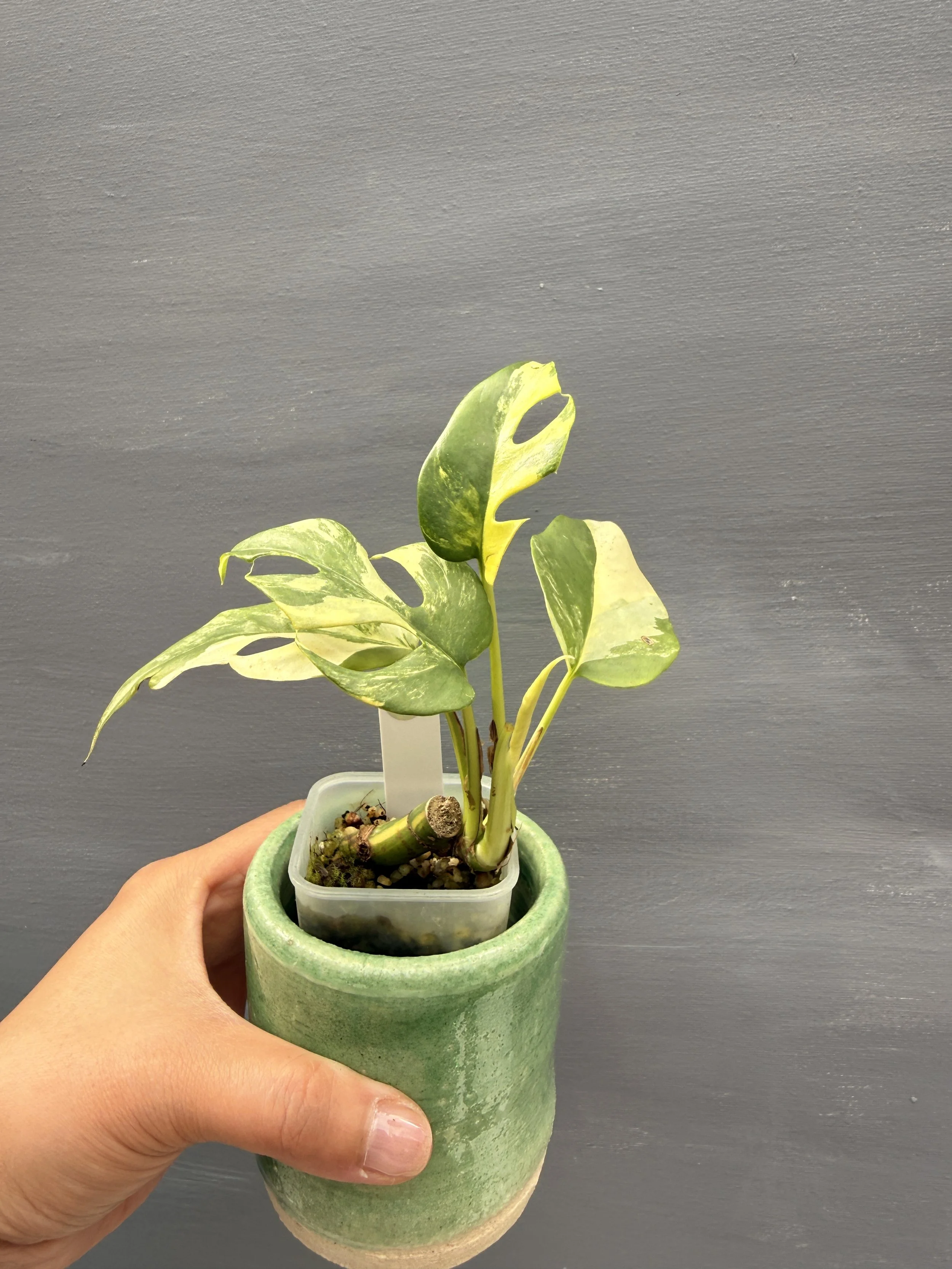 Rhaphidophora tetrasperma ‘Variegated’ PSP-241