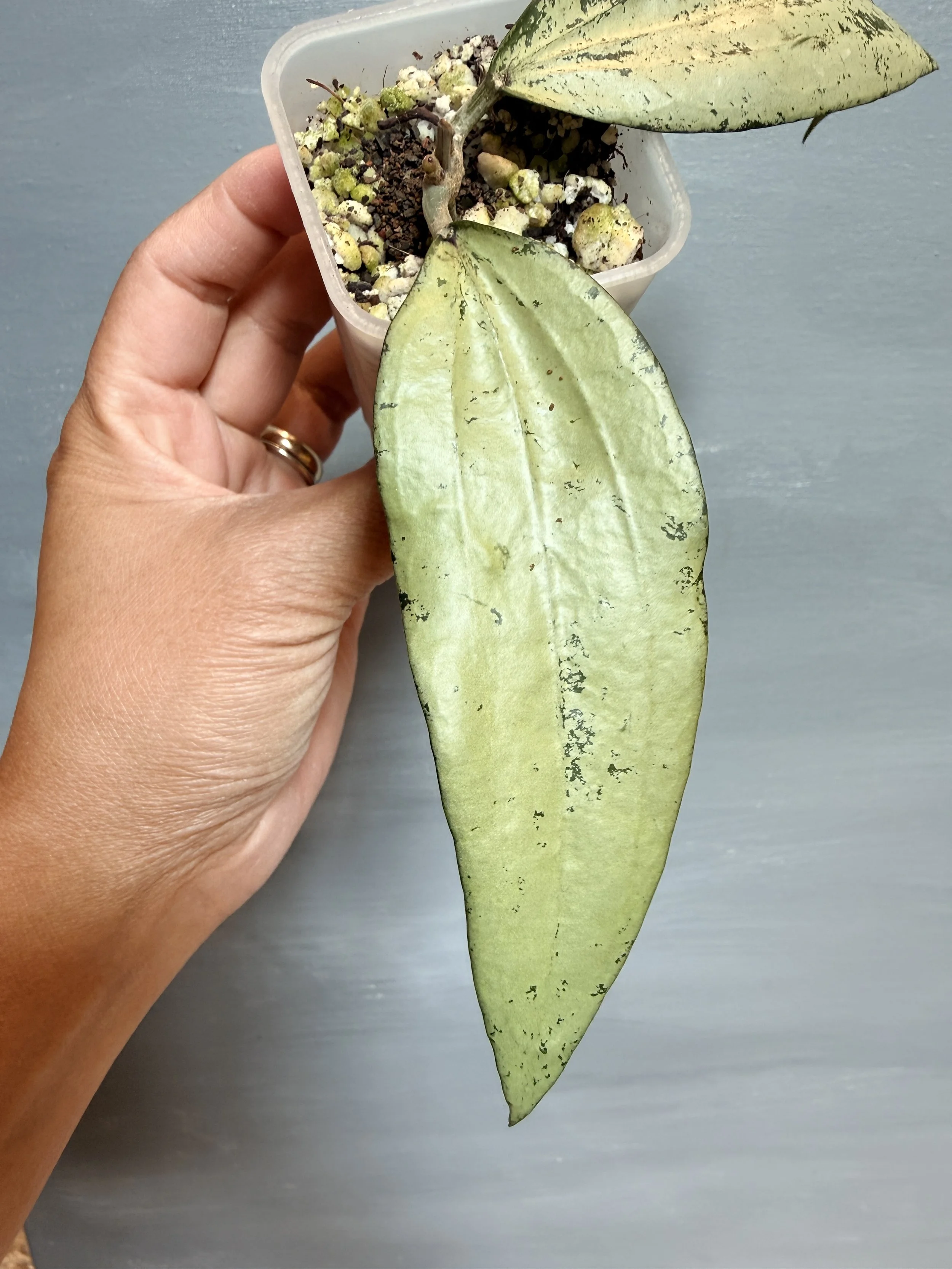 IMG_1232.JPG