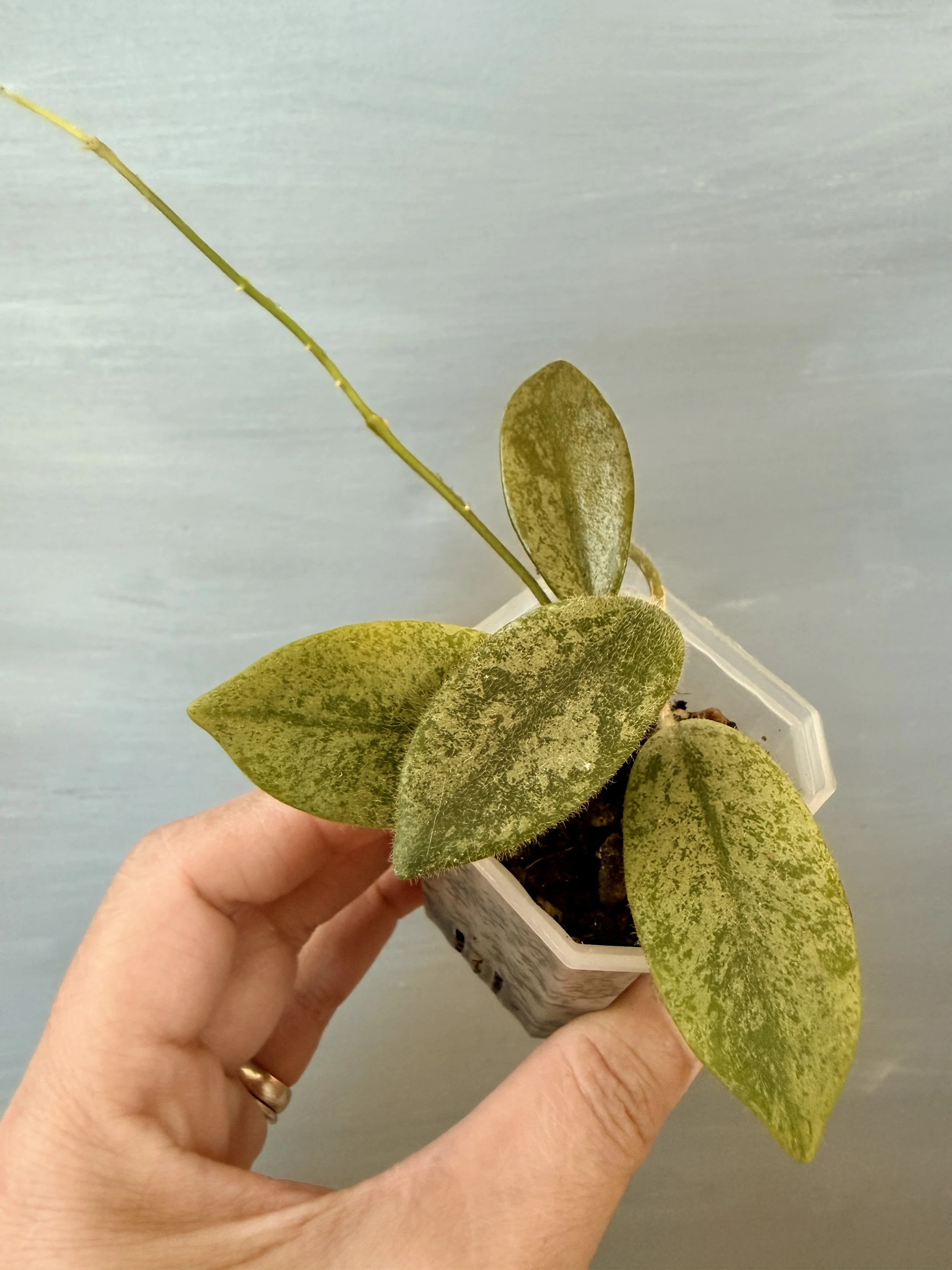 Hoya thomsonii Silver PSP-319