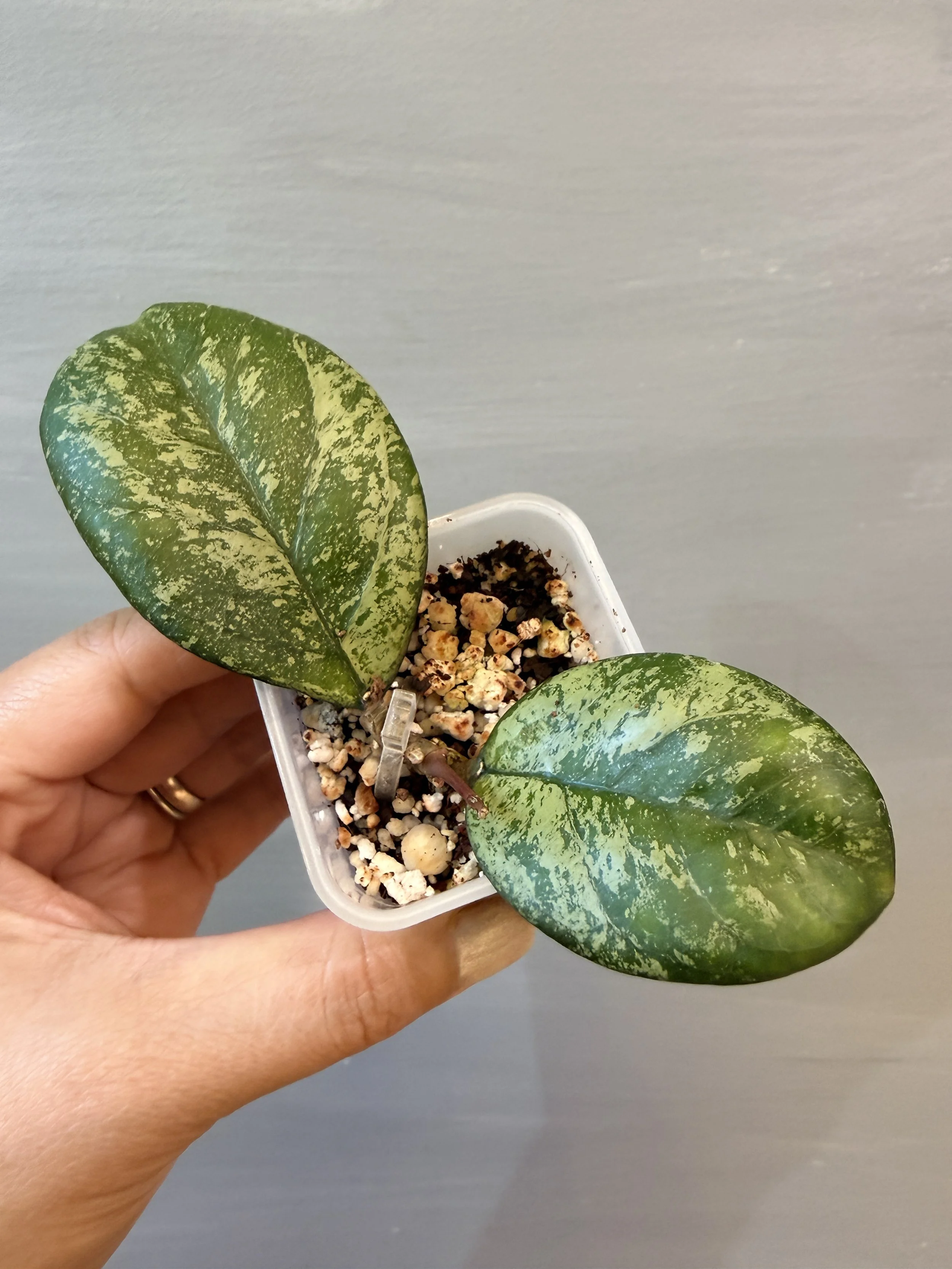 Hoya Meena Silver PSP-507