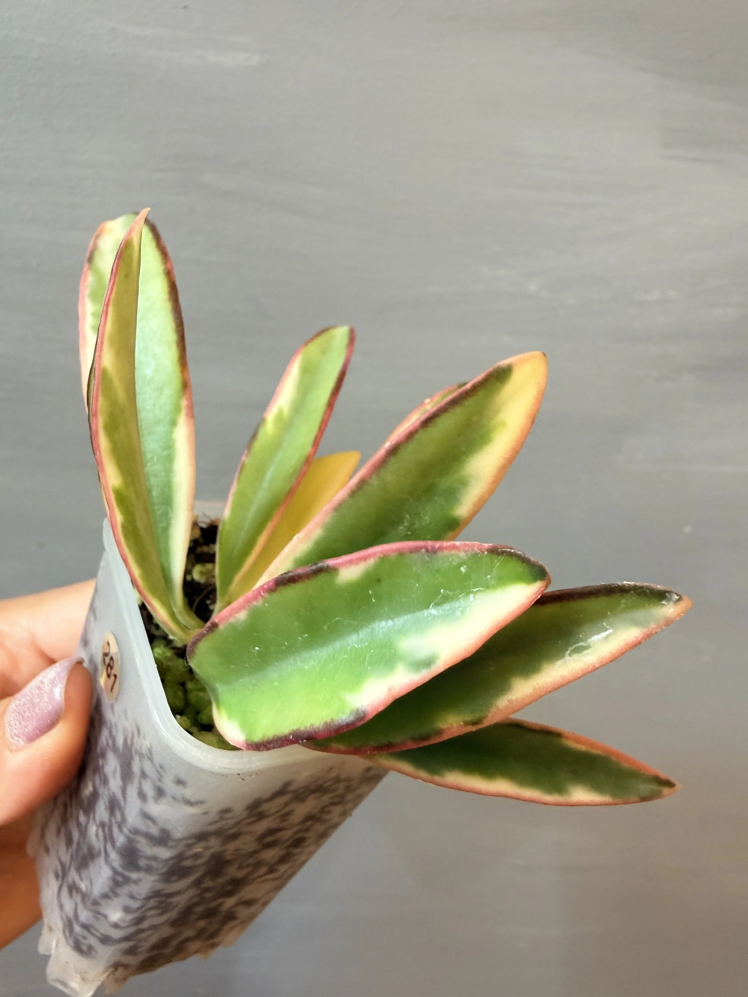 Hoya ‘Lorilyn’ PSP-281