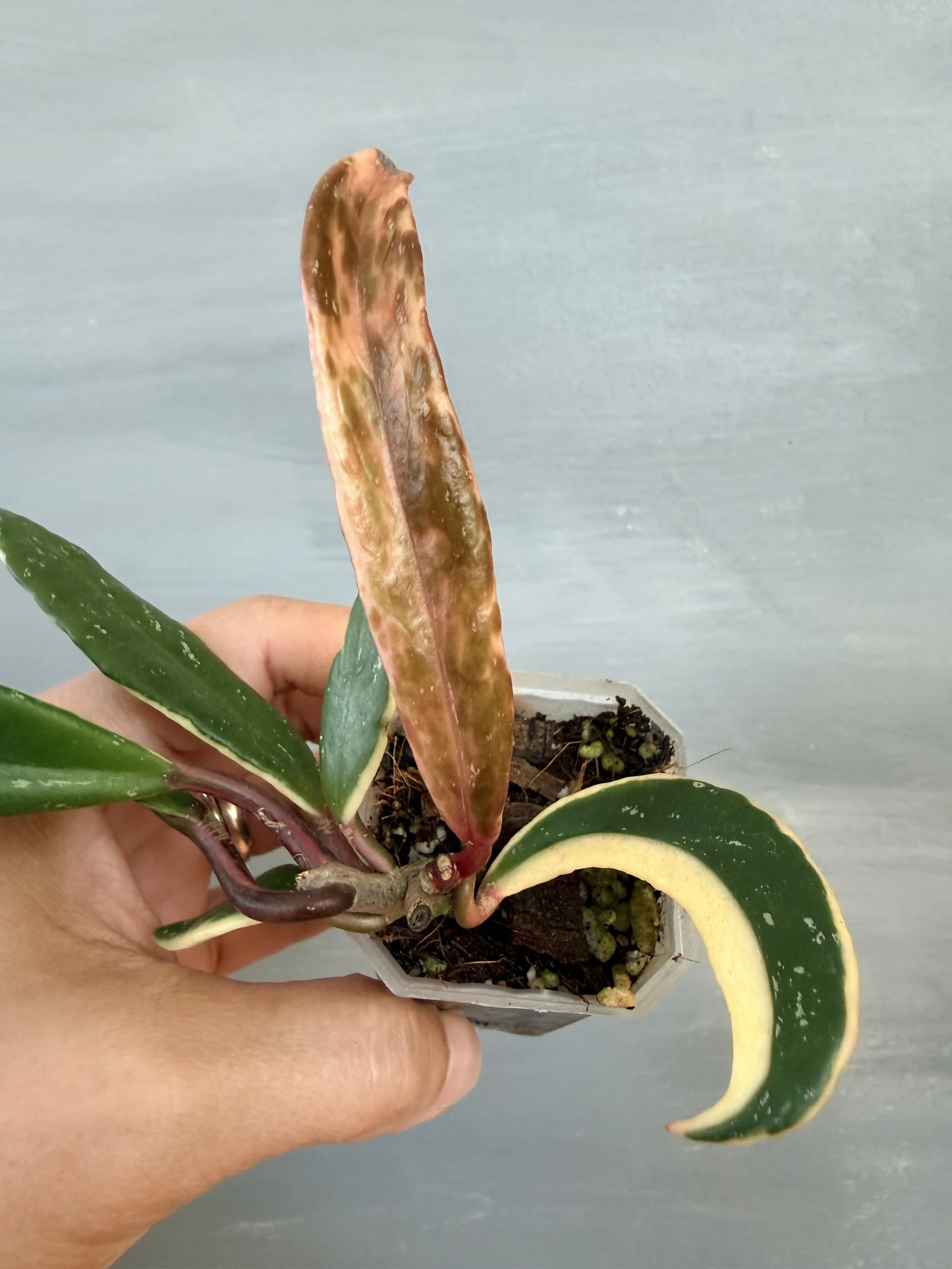 Hoya pubicalyx ‘Royal Hawaiian Purple’ Albo Splash PSP-356