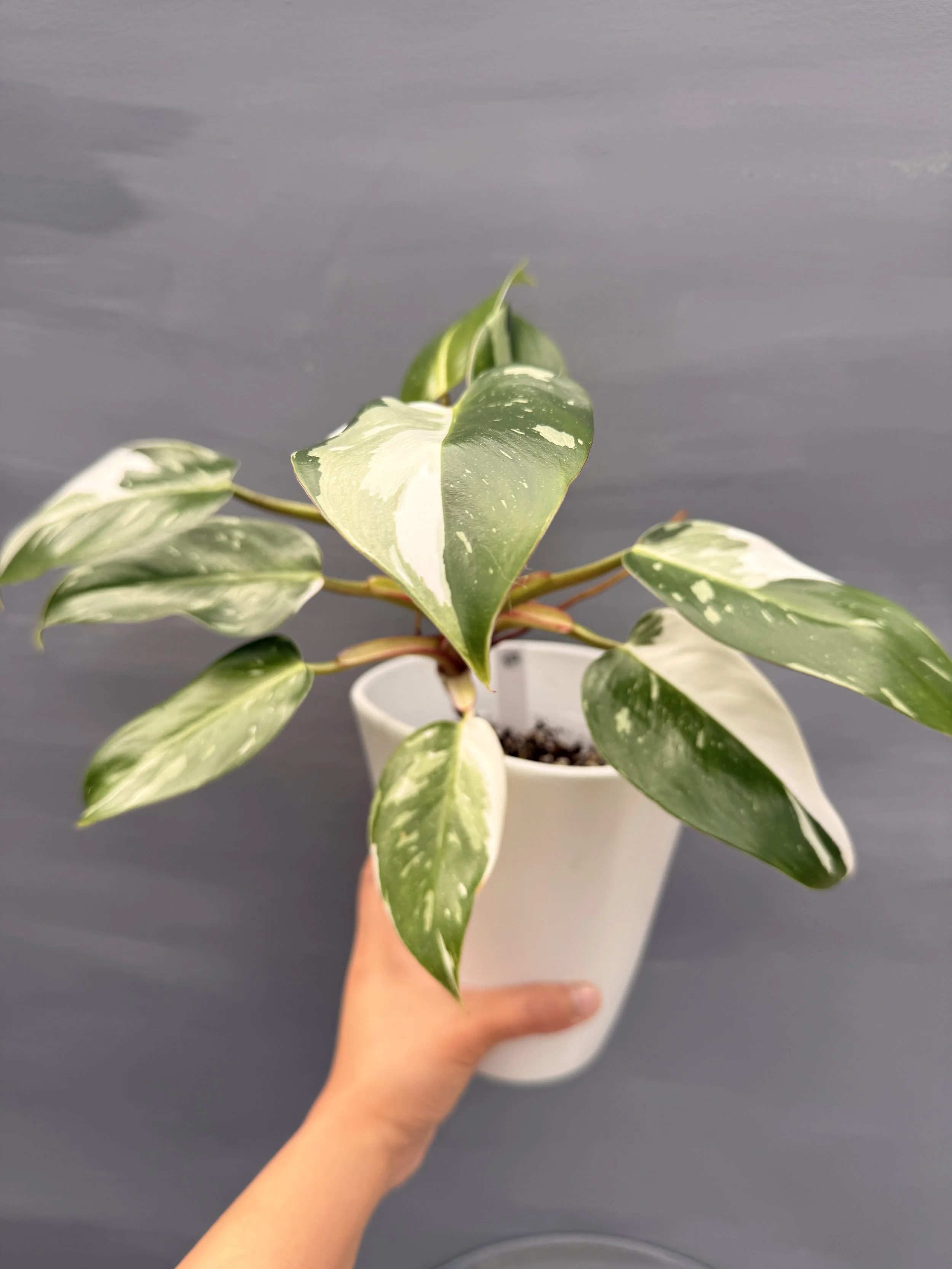 Philodendron ‘White Princess Tricolor’  PSP-242