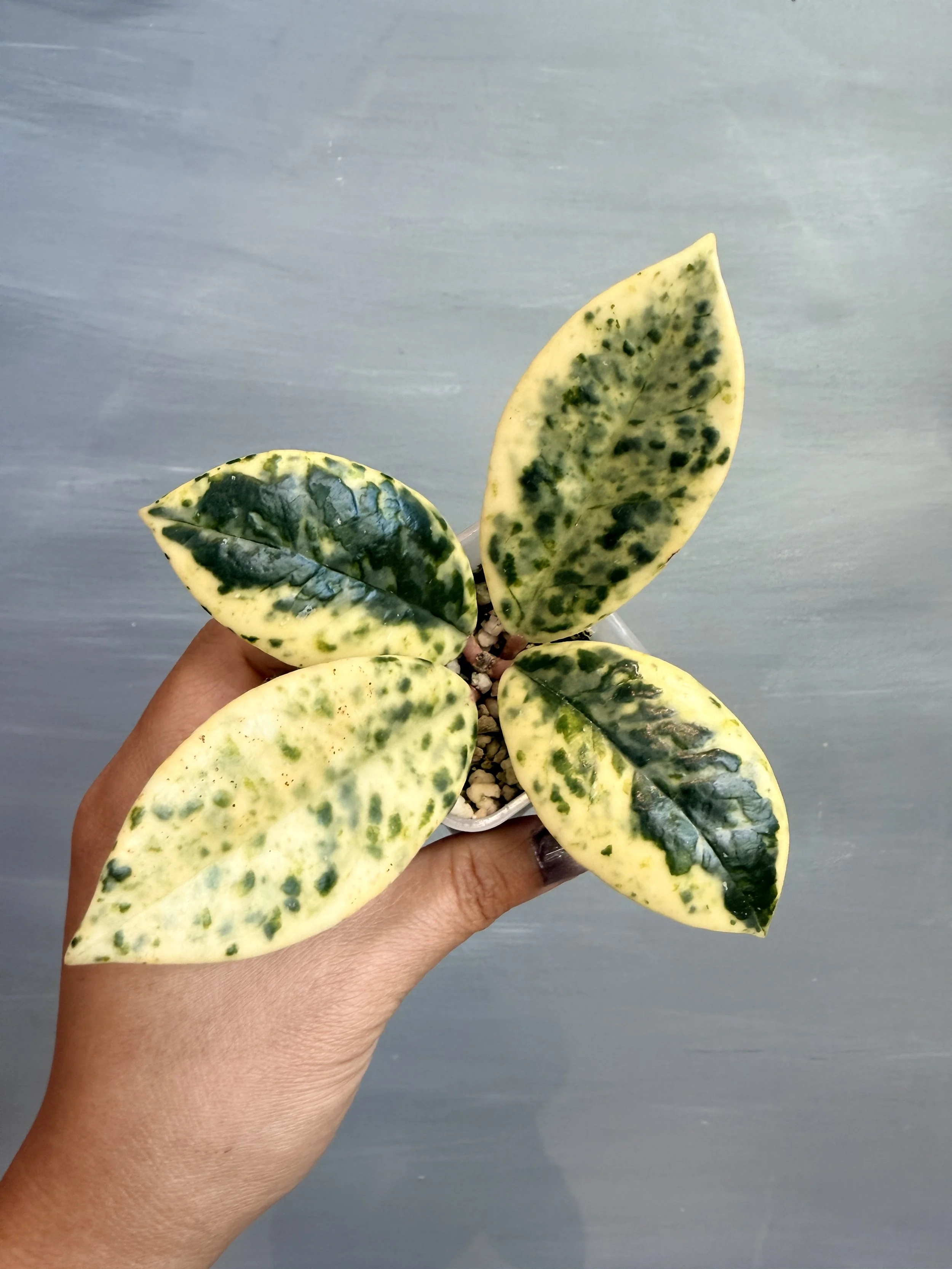 Hoya carnosa ‘Madara Snow Angel’ PSP-150