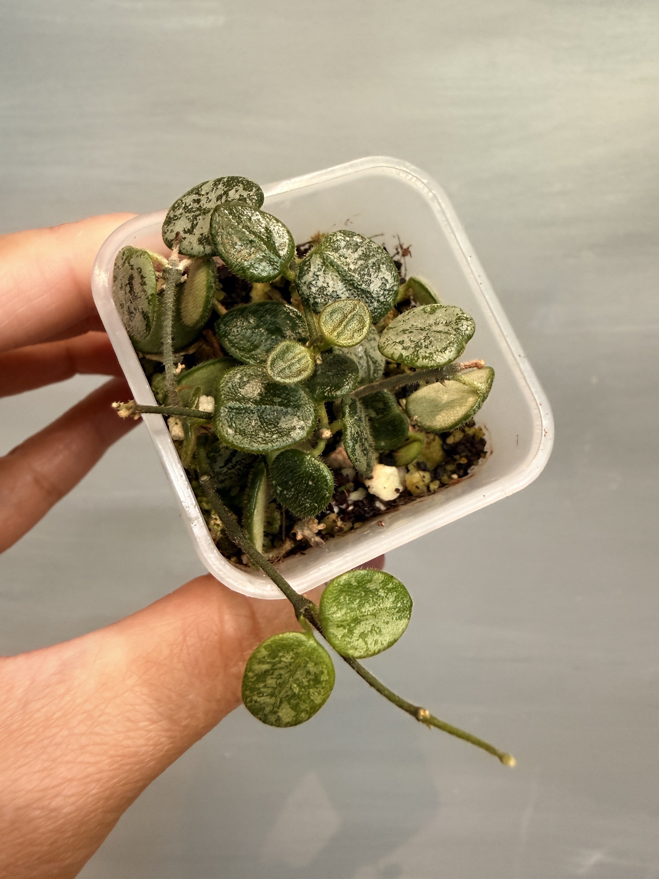 Hoya serpens Splash / Silver PSP-165