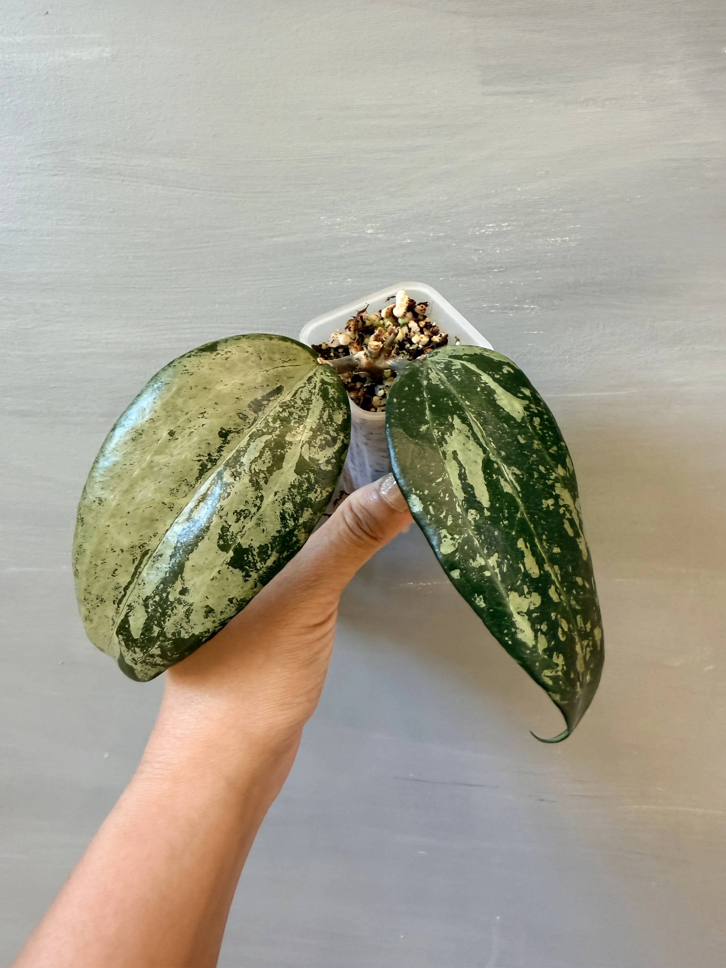 Hoya latifolia ‘Silver Indonesia’ PSP-581