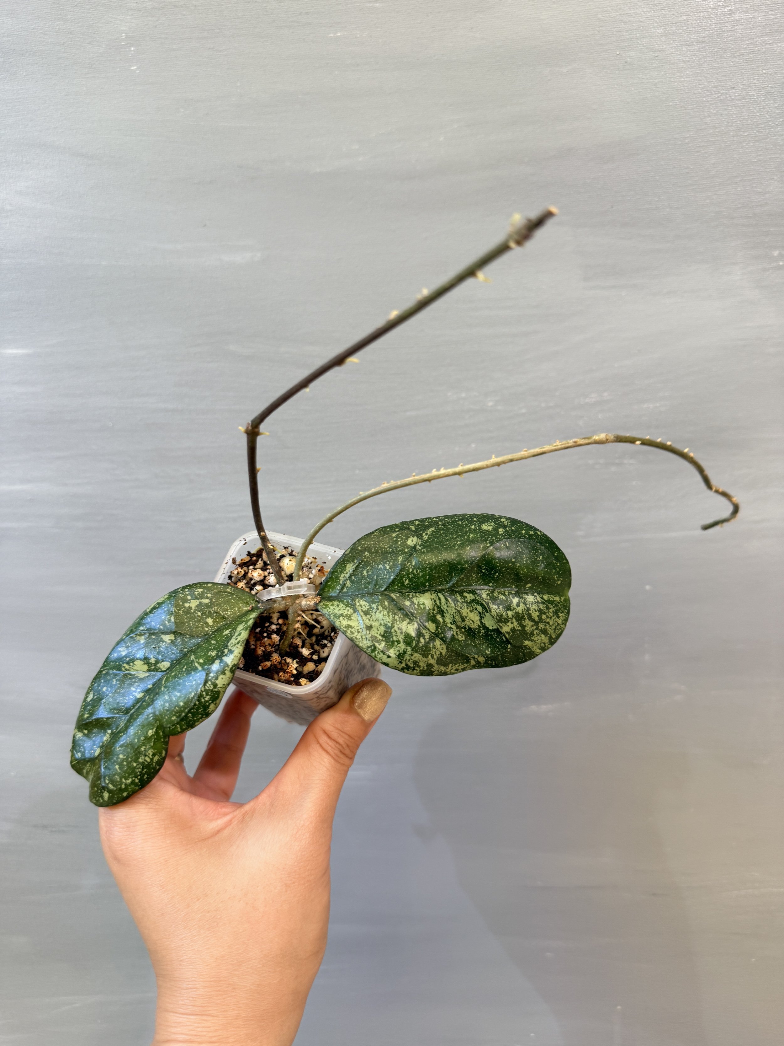Hoya Meena Silver PSP-550