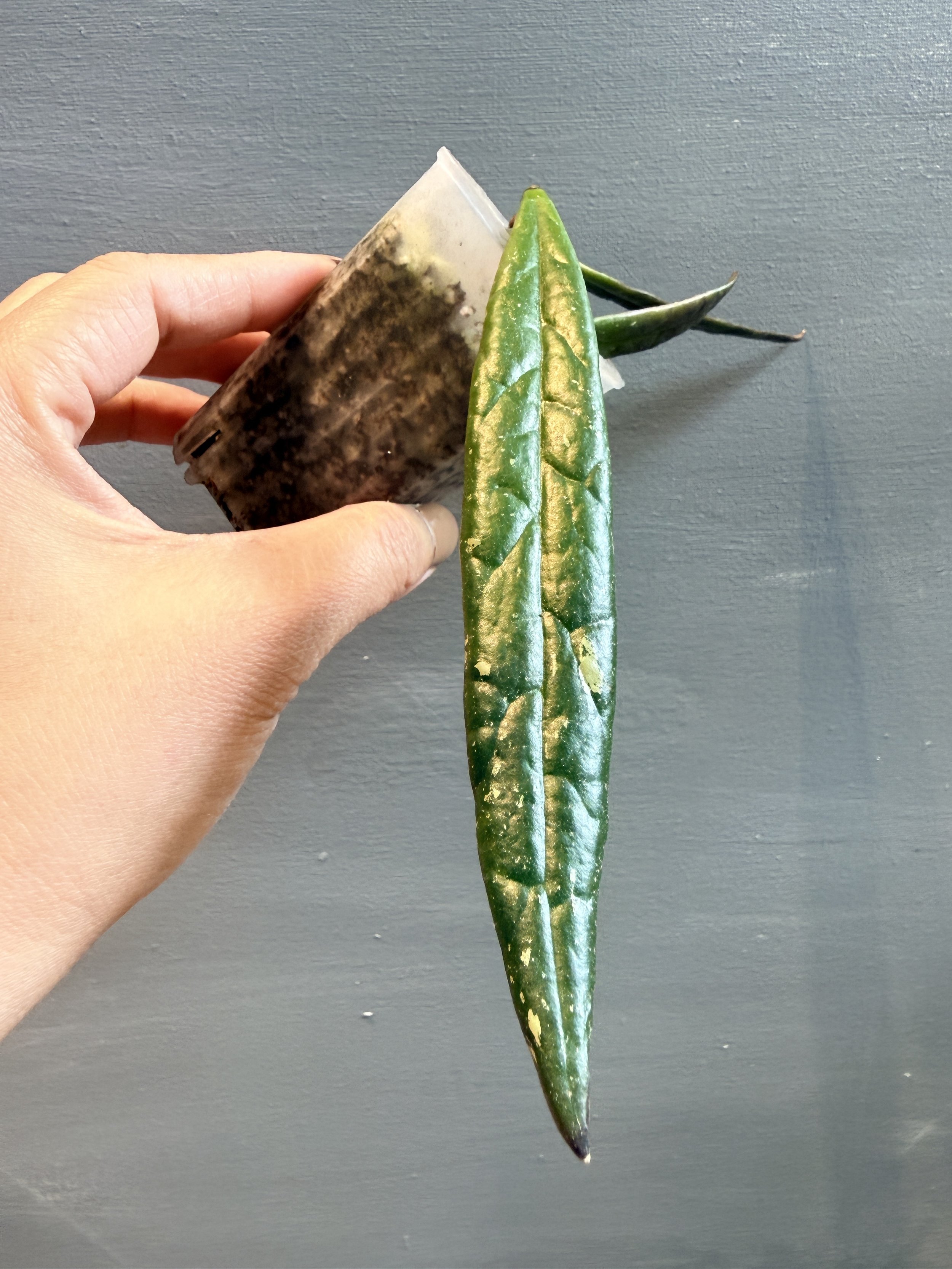 Hoya sulawesiana PSP-398