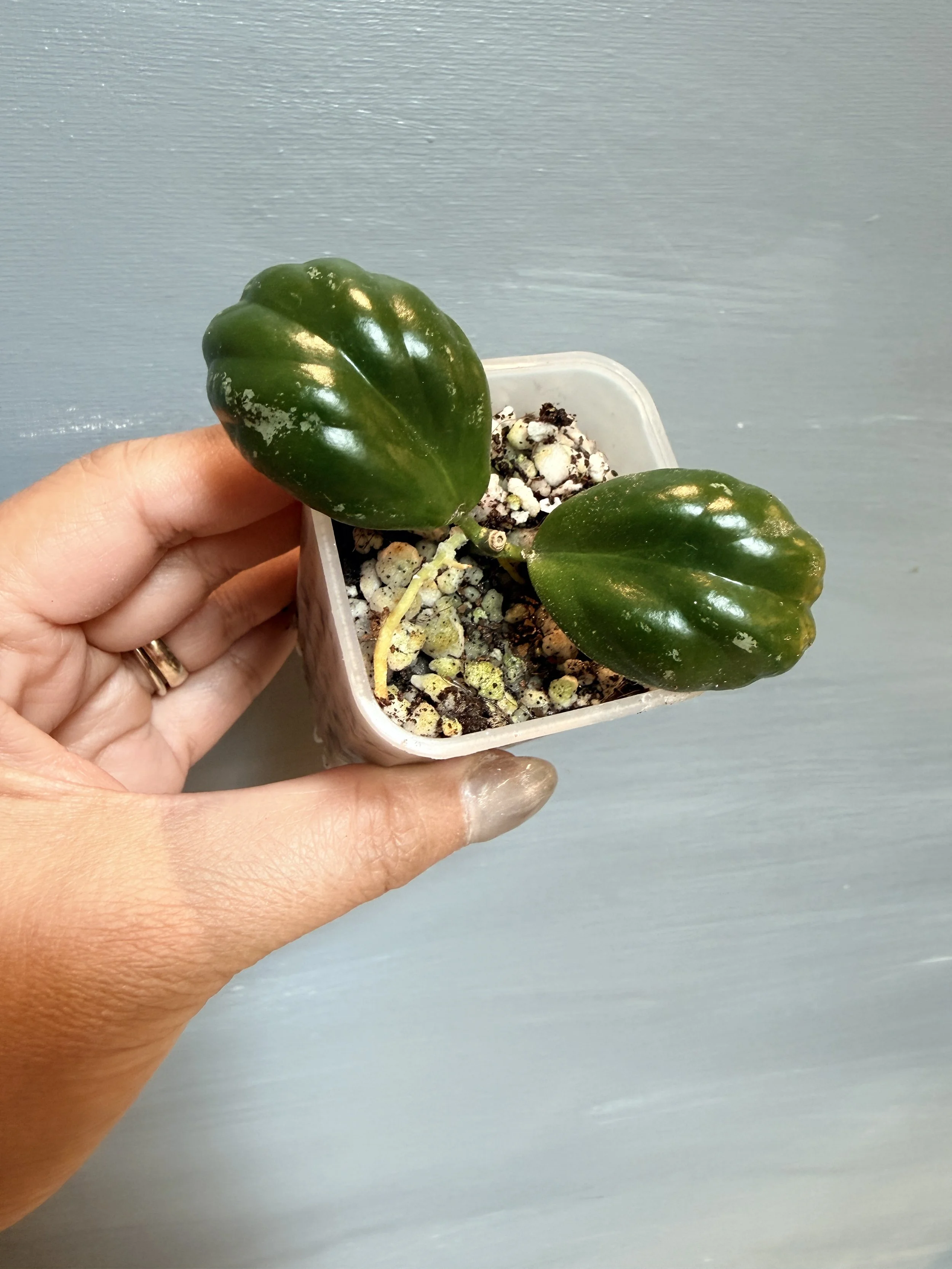 Hoya ‘Clamshell’ (NoID) PSP-449